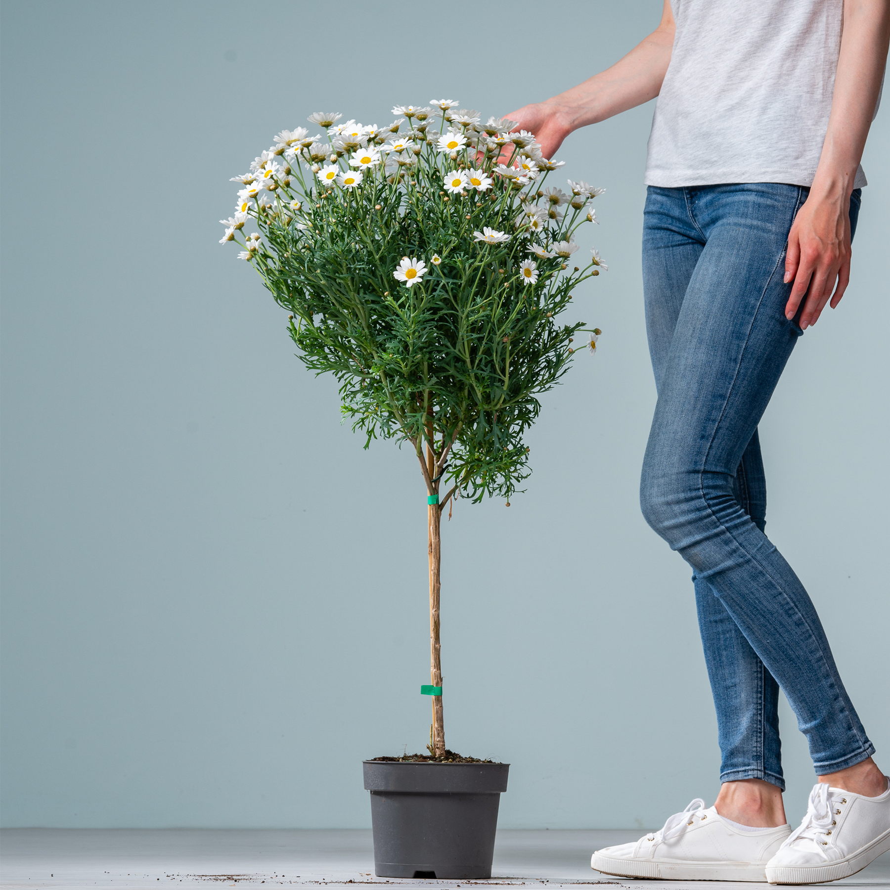 Ein Strauß weißer, gänseblümchenartiger Blumen in einer Topfpflanze, gehalten von einer Person in Jeans und weißen Turnschuhen vor einem schlichten grauen Hintergrund.