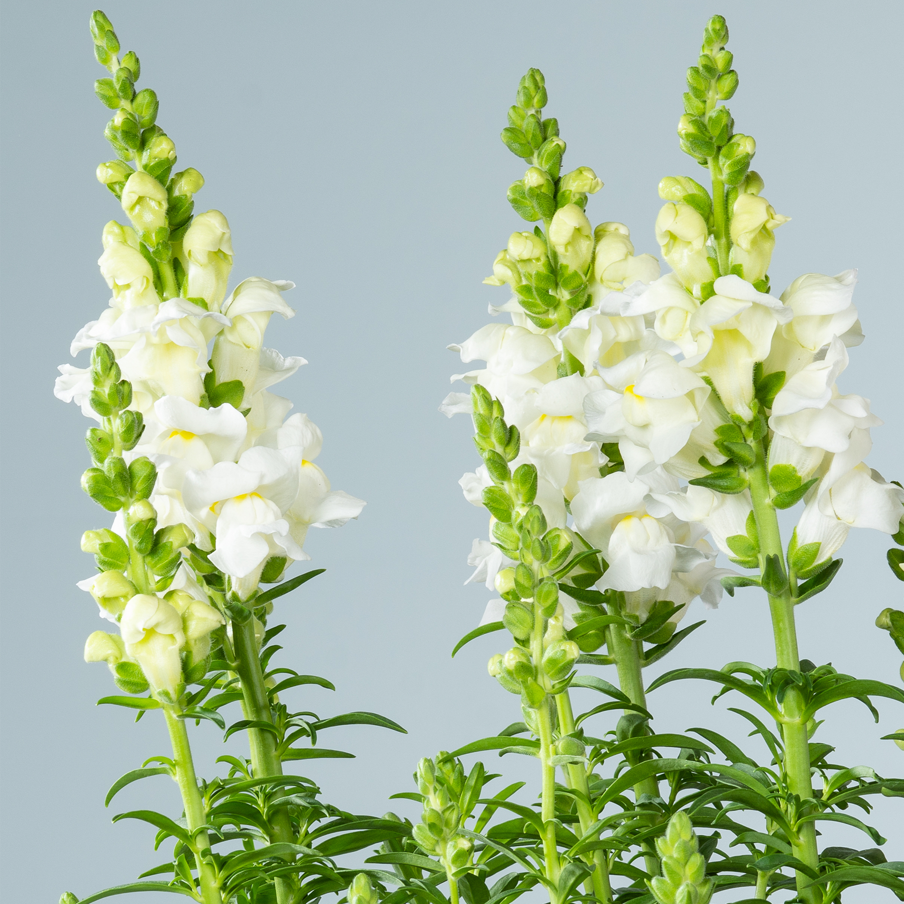 Schöne weiße Löwenmäulchenblüten mit grünen Blättern vor hellgrauem Hintergrund.