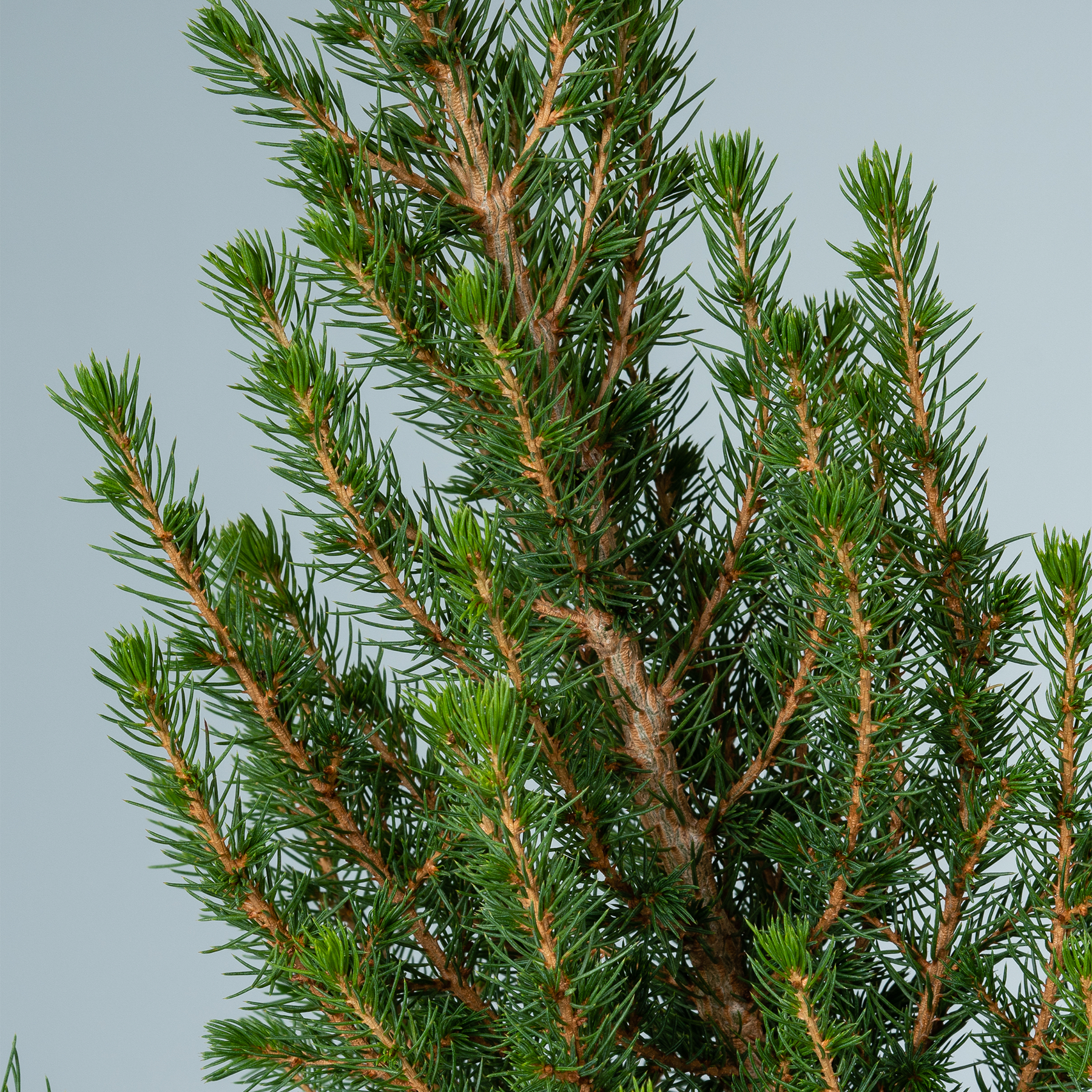 Eine üppige, immergrüne Kiefer mit leuchtend grünen Nadeln und rotbrauner Rinde hebt sich deutlich vor einem hellblauen Himmel ab.