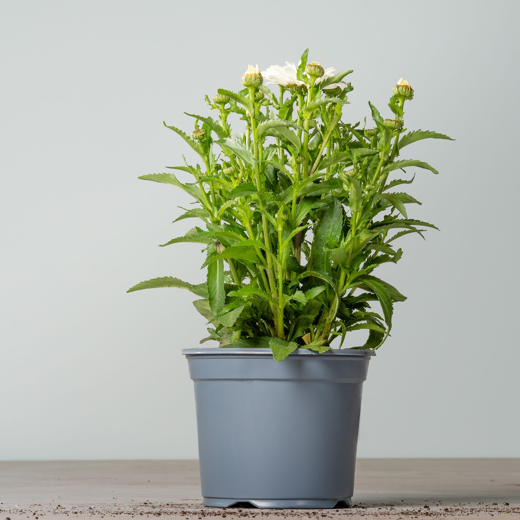 Eine Topfpflanze mit üppigem grünem Laub und kleinen weißen, gänseblümchenartigen Blüten steht auf einer schlichten grauen Oberfläche vor einem hellen Hintergrund.