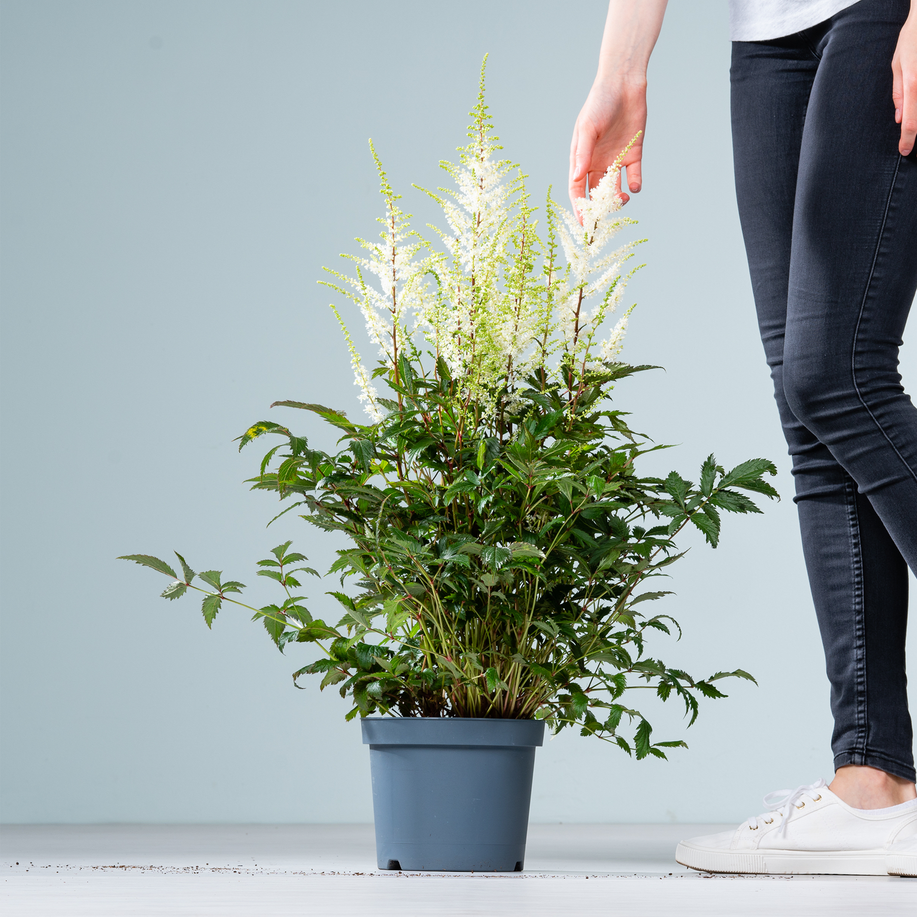 Auf dem Boden steht eine Topfpflanze mit üppigem grünem Laub und weißen Blüten. Im Vordergrund sind die Beine und Füße einer Person zu sehen.