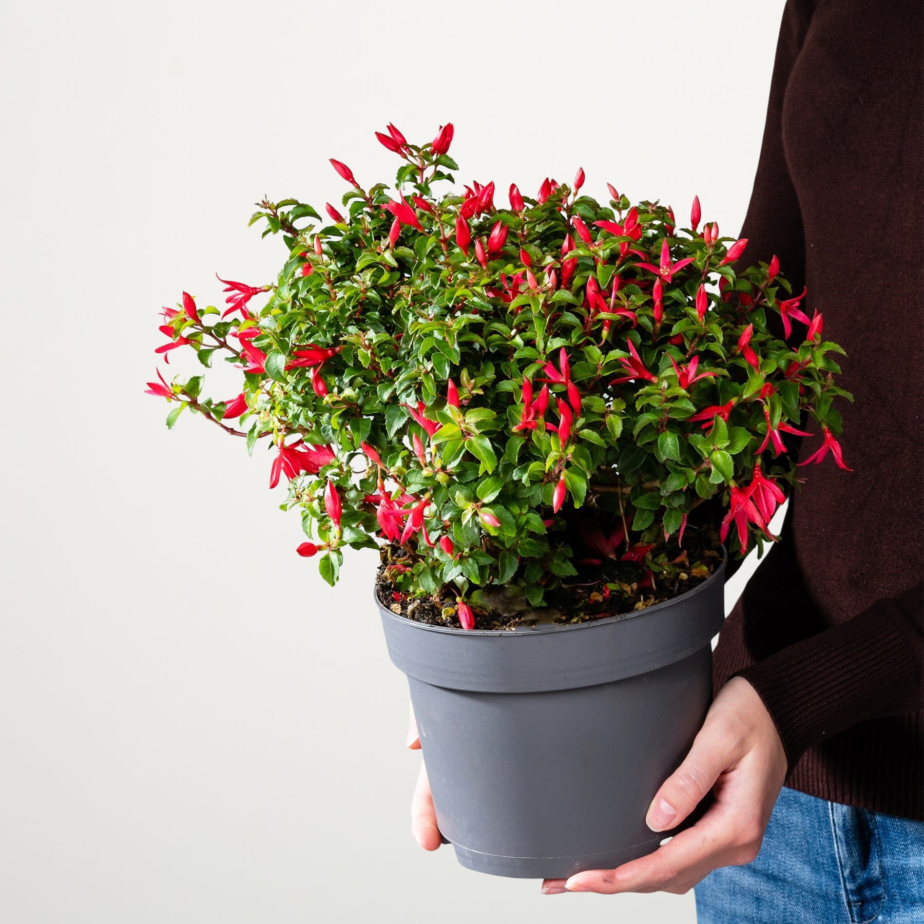 Eine farbenfrohe Topfpflanze mit üppigem grünem Laub und leuchtend roten Blüten wird vor einem schlichten Hintergrund von einer Person in den Händen gehalten.