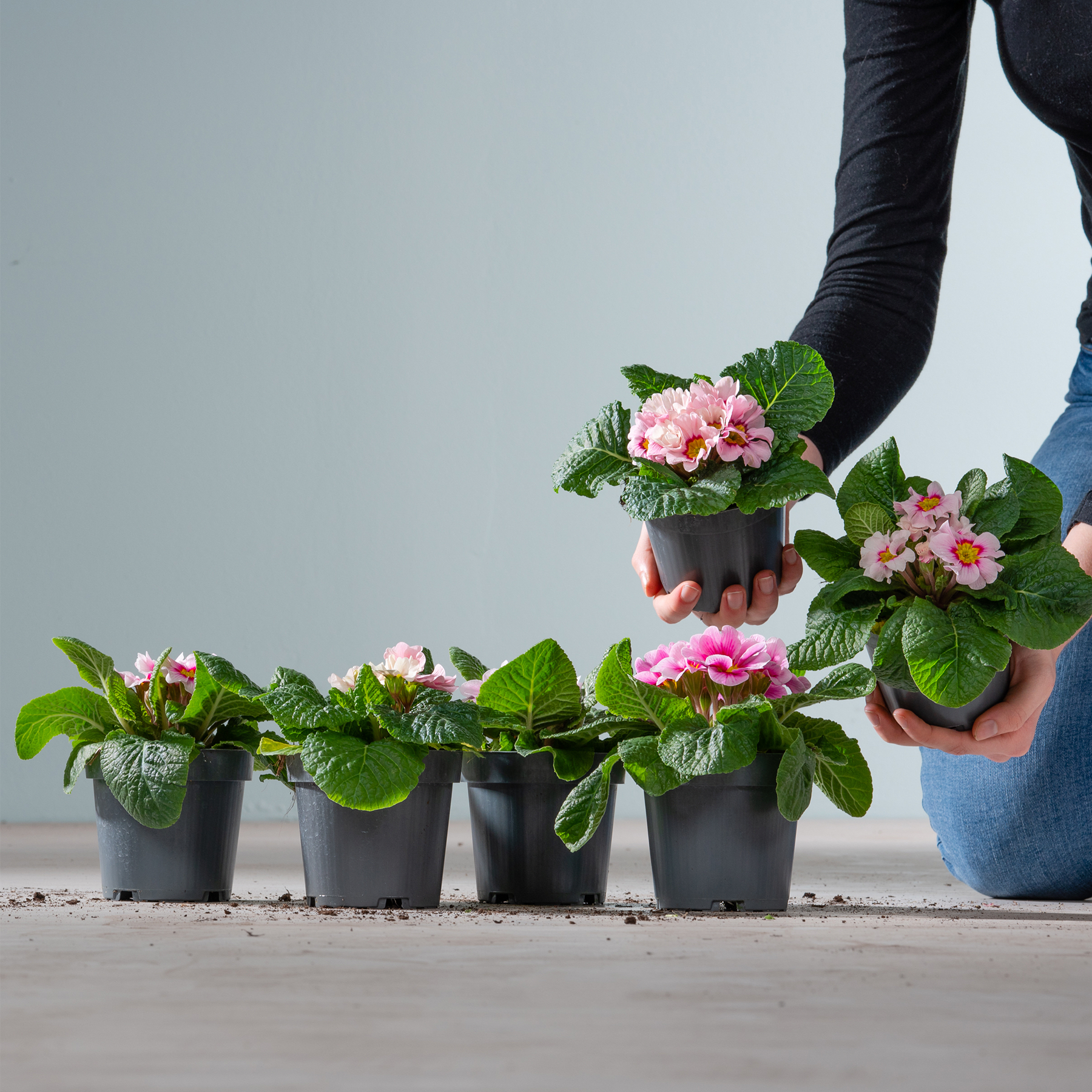 Die Hände einer Person halten eine Topfpflanze mit rosa Blüten, umgeben von mehreren anderen Topfpflanzen auf einer Holzoberfläche vor einem schlichten Hintergrund.