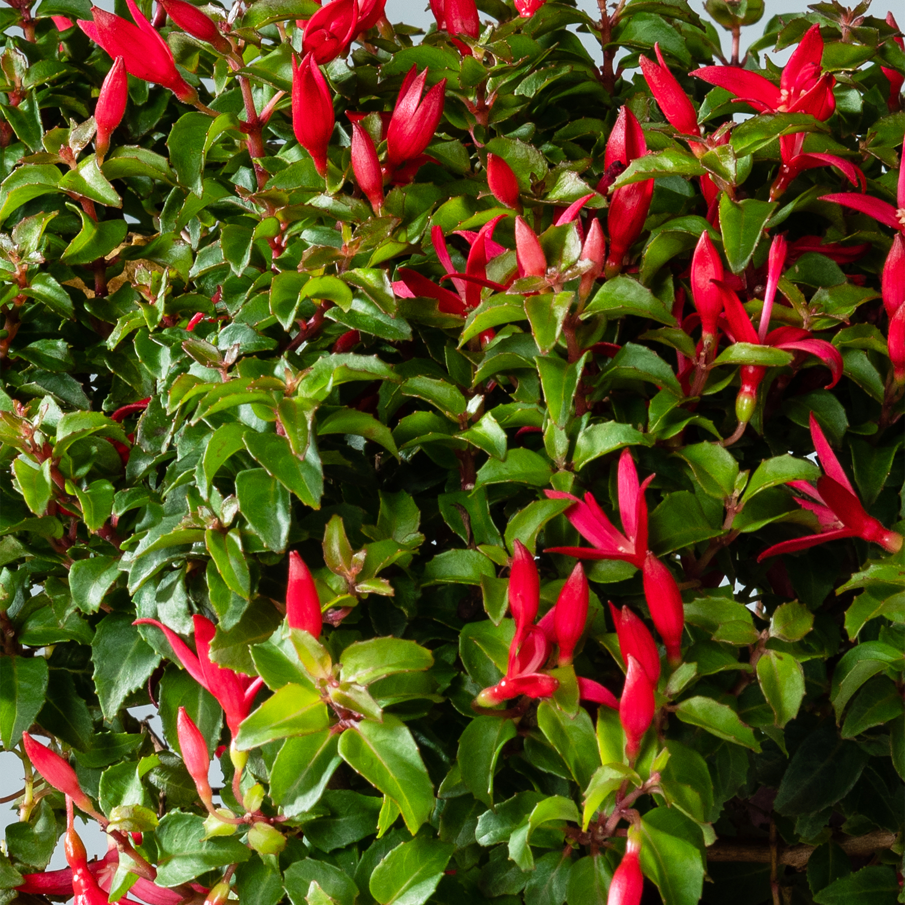 Das Bild zeigt eine dichte Ansammlung leuchtend roter Chilischoten, eingebettet zwischen üppigen grünen Blättern, die ein optisch beeindruckendes und farbenfrohes Bild ergeben.