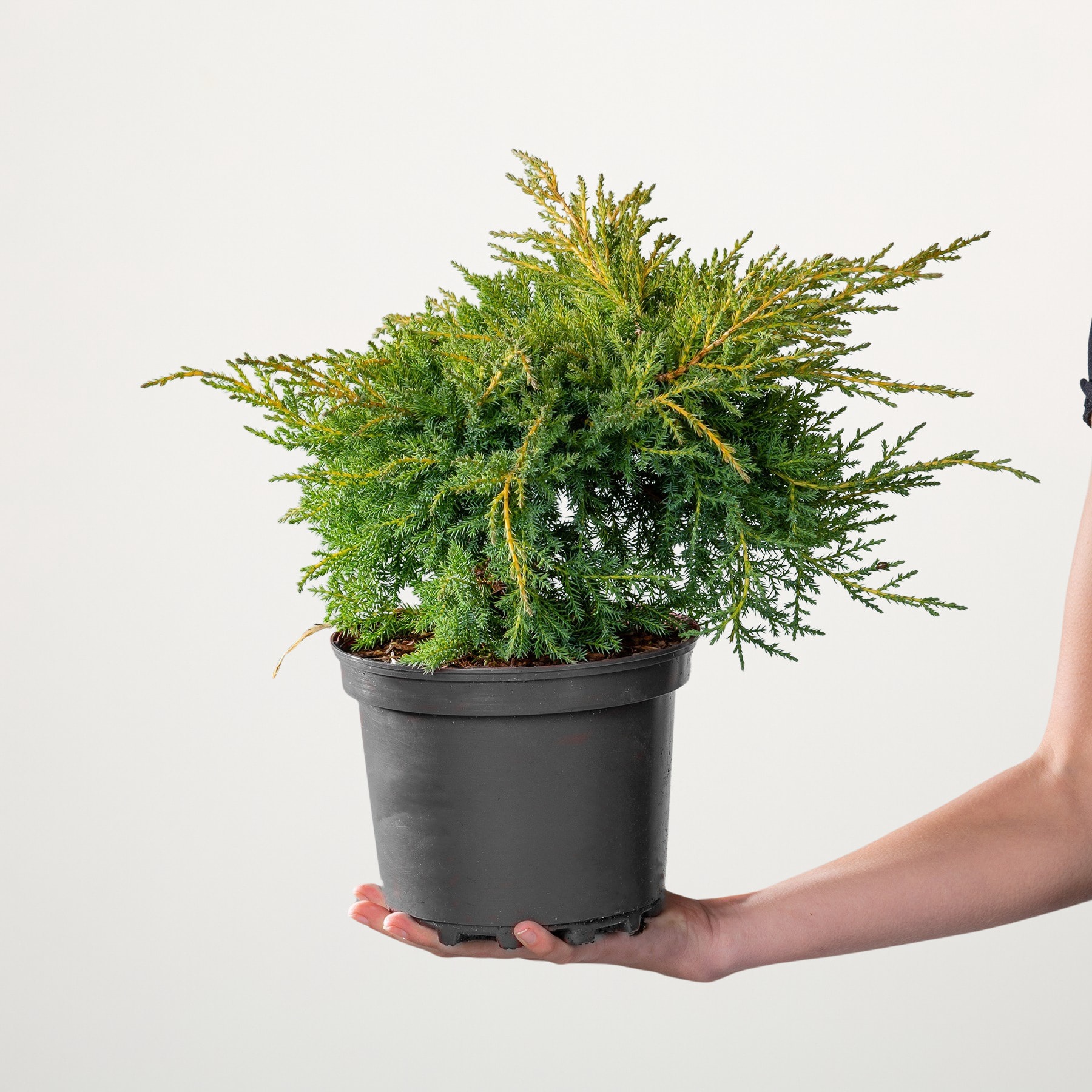 Eine immergrüne Topfpflanze mit üppigem, leuchtend grünem Laub wird vor einem schlichten weißen Hintergrund in den Händen einer Person gehalten.