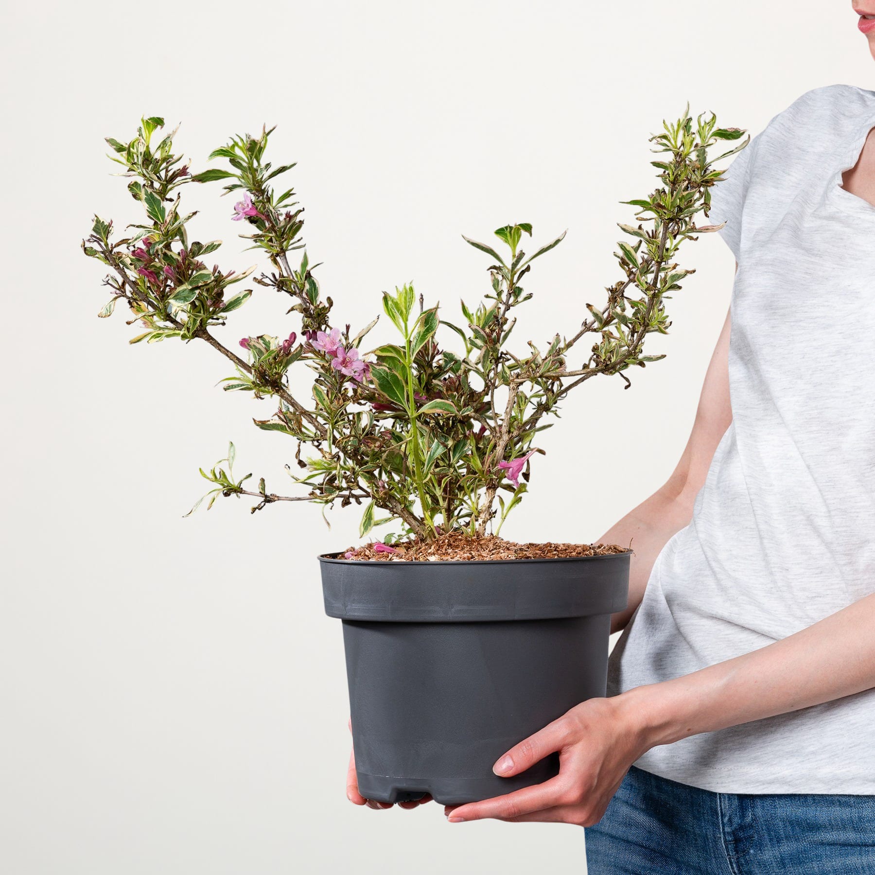 Eine Topfpflanze mit grünen Blättern und rosa Blüten wird von einer Person vor einem schlichten weißen Hintergrund in den Händen gehalten.