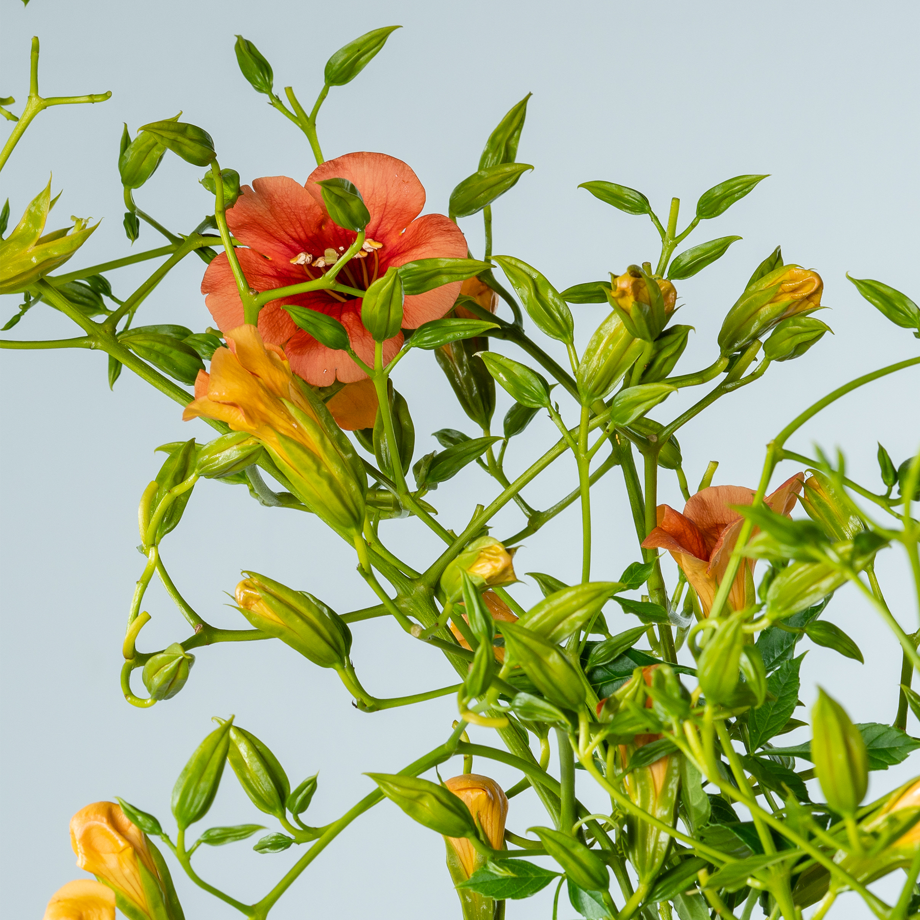 Leuchtend orange und gelbe Blüten mit üppigem grünem Laub vor einem hellblauen Himmel.