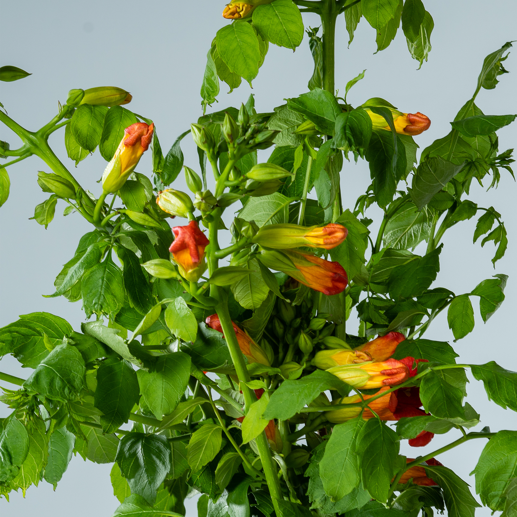 Das Bild zeigt eine üppige, grüne Pflanze mit leuchtend orangefarbenen und gelben Blüten, eingebettet zwischen grünem Laub, vor einem schlichten Hintergrund.