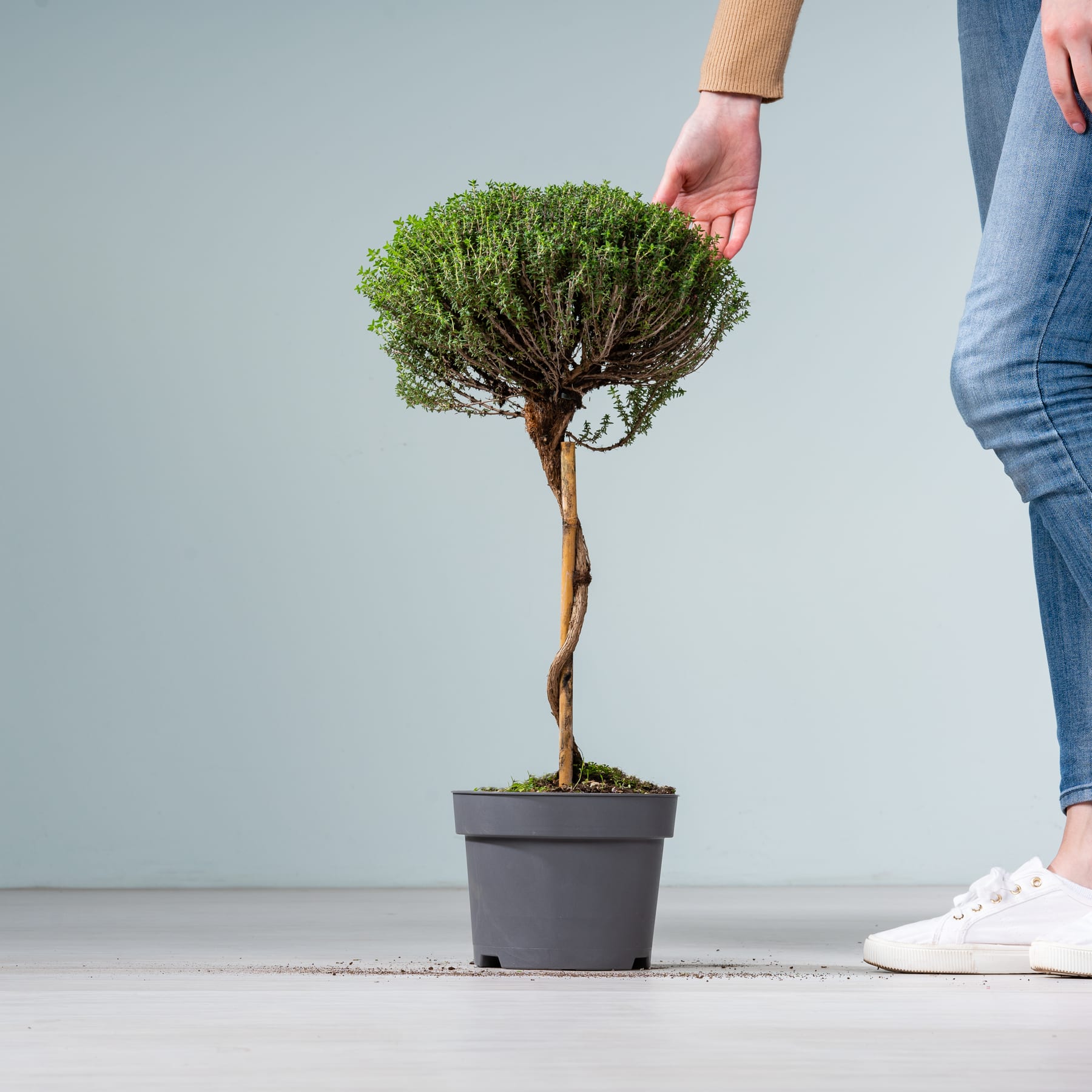 Auf einer weißen Fläche steht ein kleiner Bonsai-Baum im Topf mit üppigem, grünem Laub. Im Vordergrund sind die Beine und Füße einer Person zu sehen.