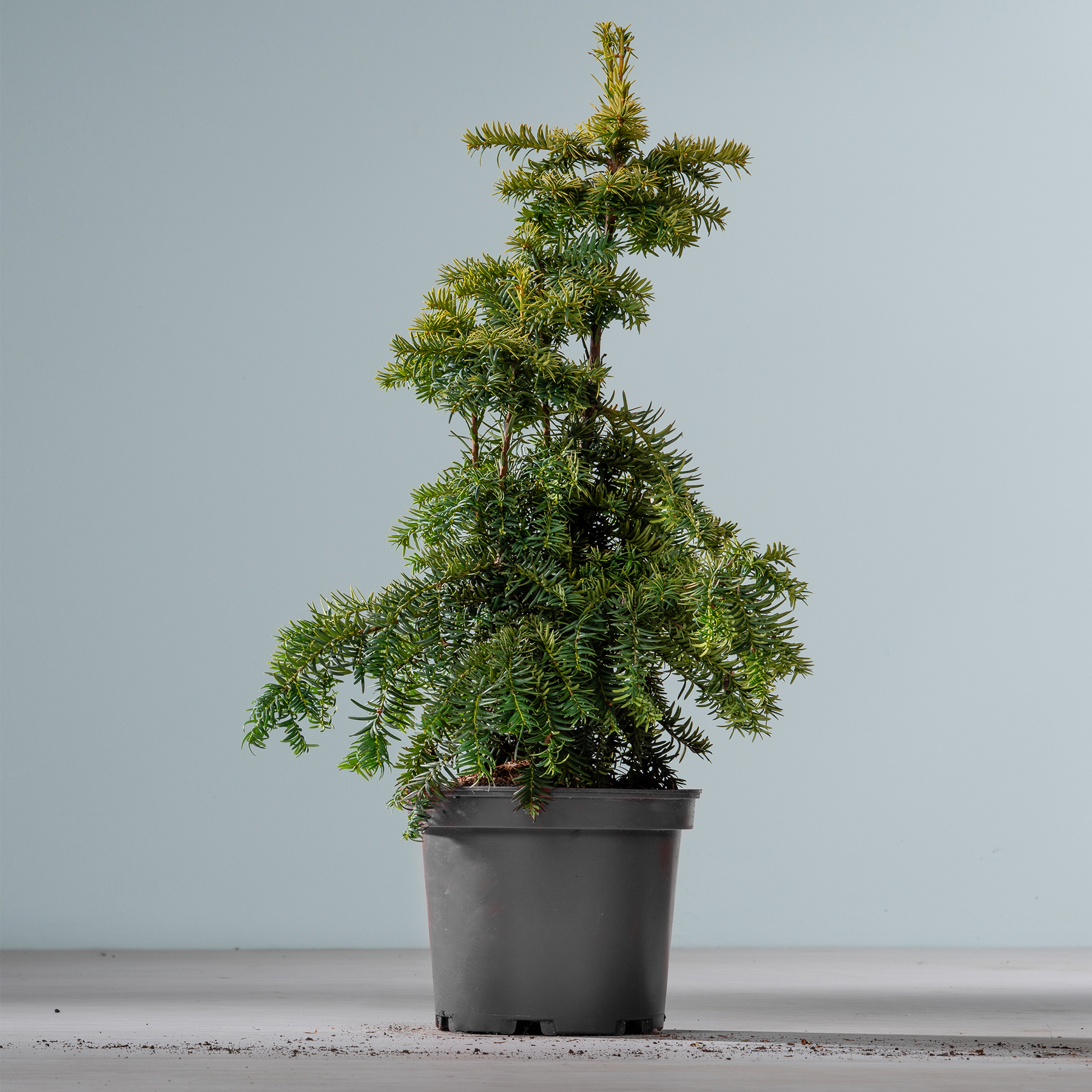 Ein kleiner, immergrüner Baum im Topf mit üppigem, grünem Laub steht auf einer schlichten, grauen Fläche vor einem neutralen Hintergrund.