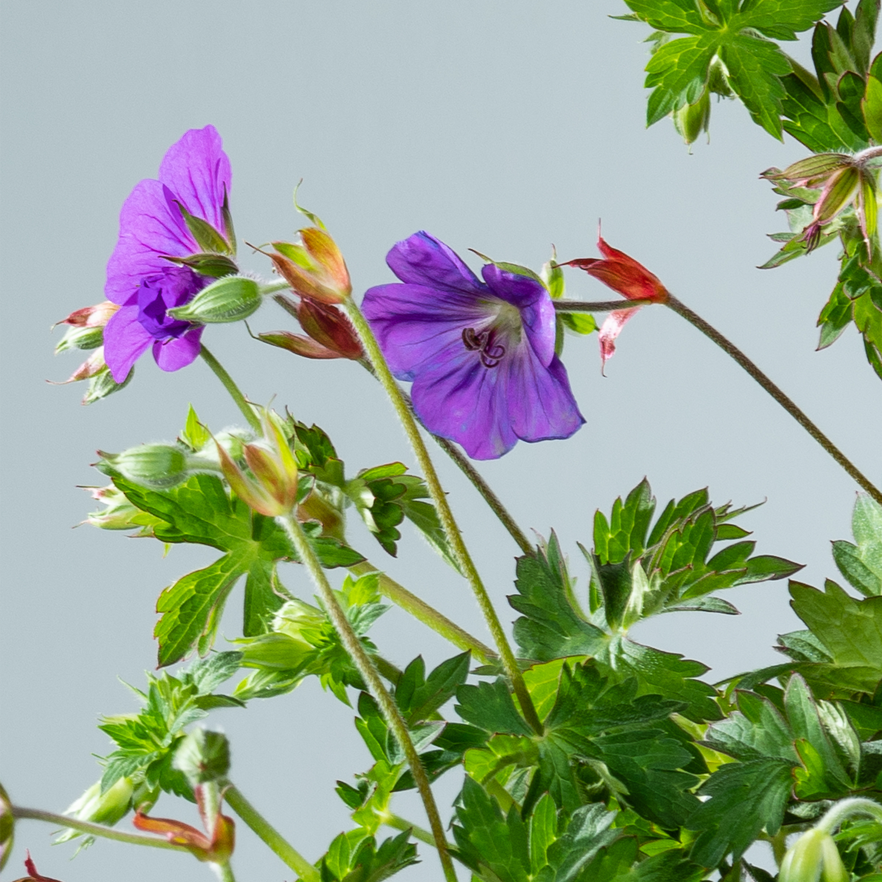 Kräftige violette Blüten mit grünem Laub heben sich von einem gedämpften grauen Hintergrund ab.