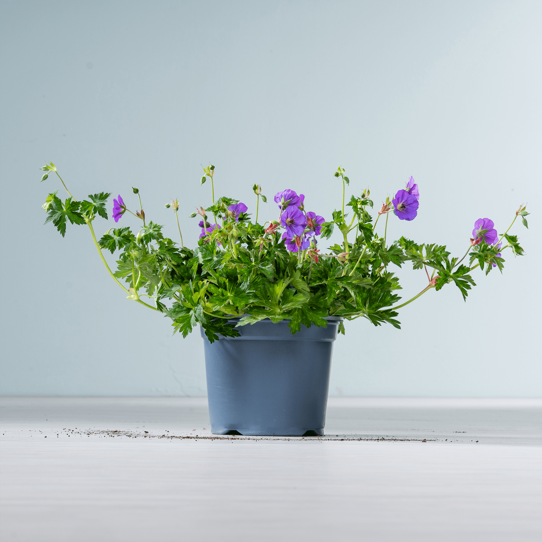 Eine Topfpflanze mit leuchtend violetten Blüten steht auf einer Holzoberfläche vor einem schlichten hellblauen Hintergrund.