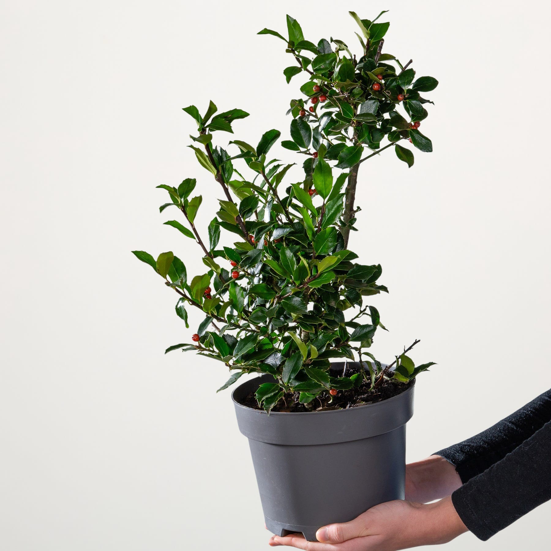Eine Topfpflanze mit üppigen grünen Blättern und kleinen weißen Blüten steht auf einem schlichten weißen Hintergrund und wird von einer Person in den Händen gehalten.