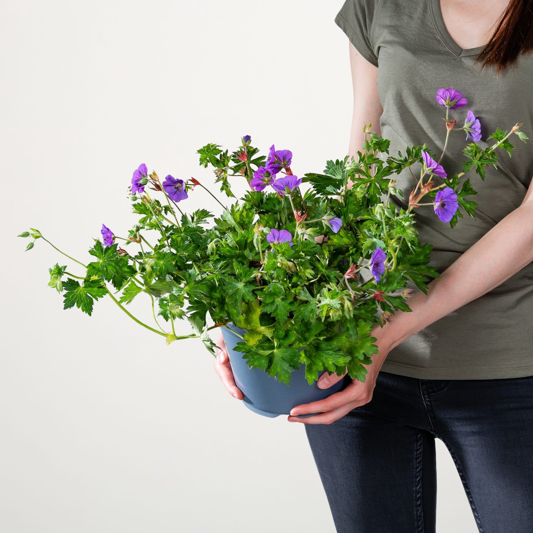 Das Bild zeigt eine Person, die vor einem schlichten weißen Hintergrund eine Topfpflanze mit leuchtend violetten Blüten und grünen Blättern hält.