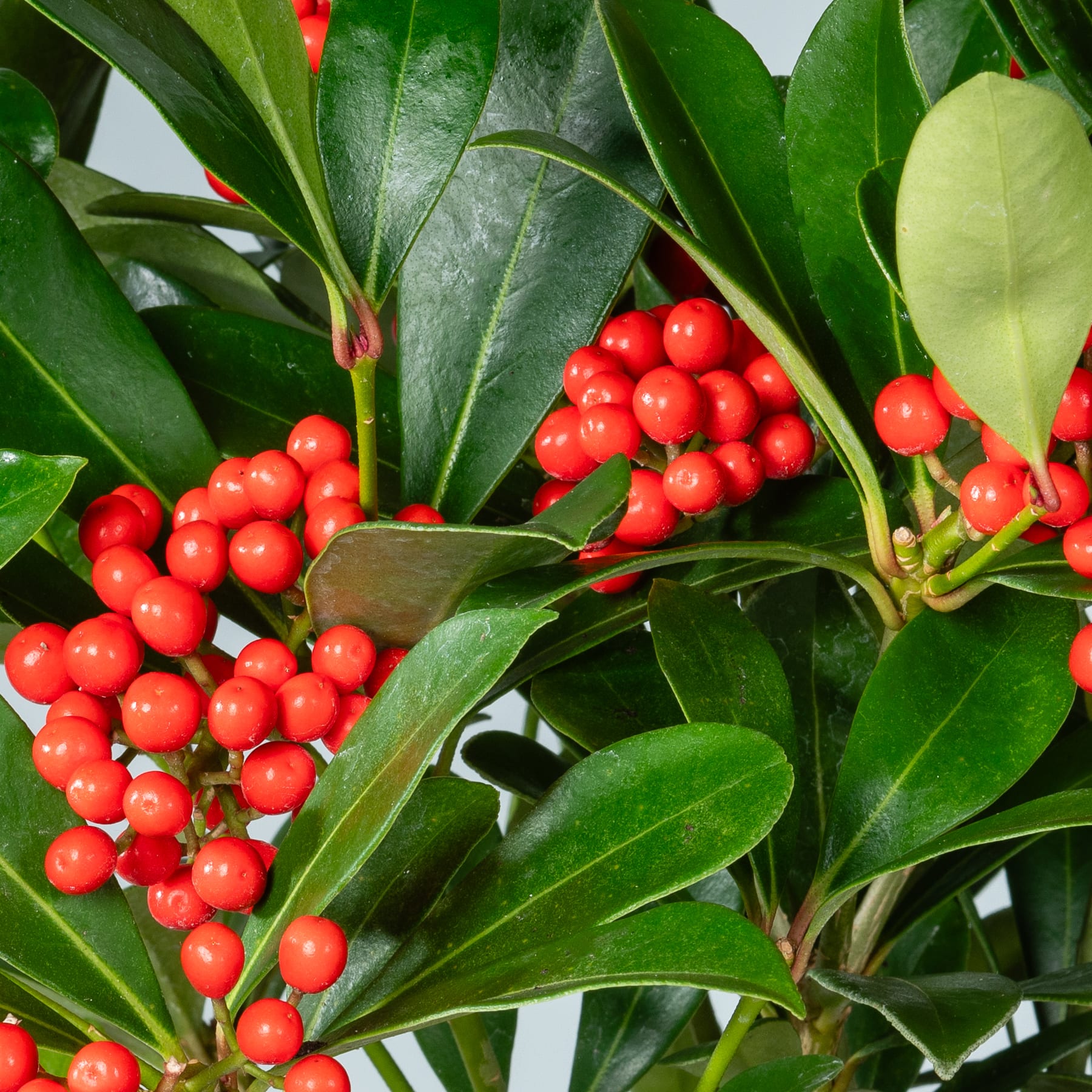 Leuchtend rote Beeren, eingebettet zwischen üppigen grünen Blättern, schaffen eine optisch beeindruckende Naturszene.