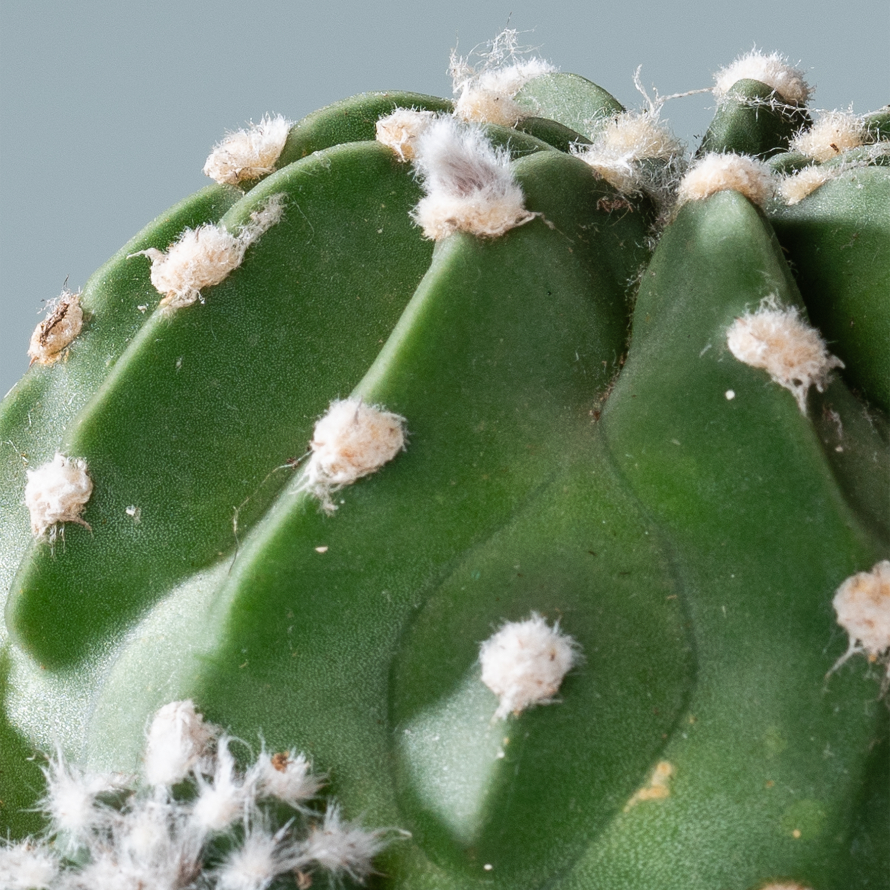 Das Bild zeigt eine Nahaufnahme einer grünen Kaktuspflanze mit kleinen, weißen, flauschigen Wucherungen auf ihrer Oberfläche vor einem schlichten grauen Hintergrund.