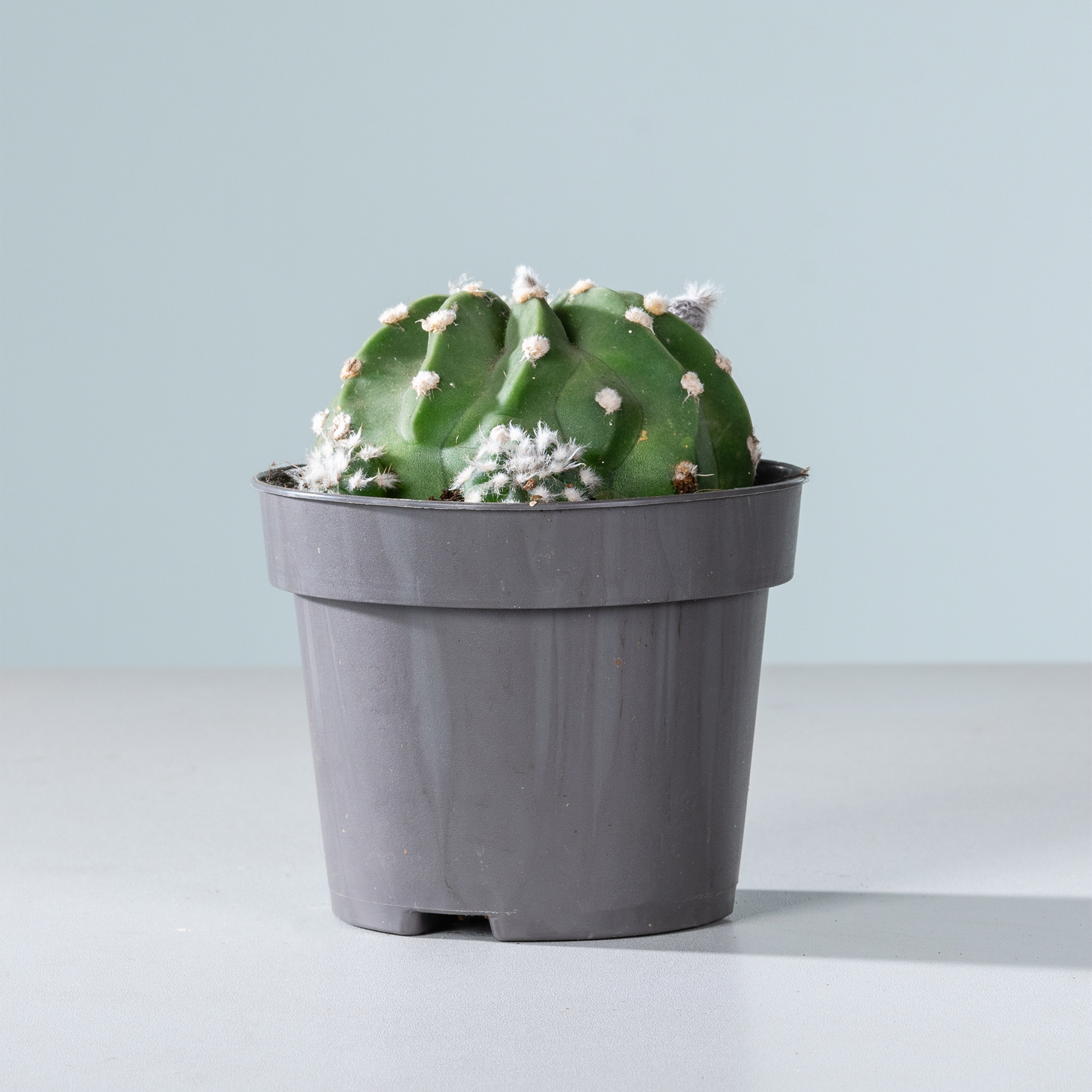 Eine grüne Kaktuspflanze mit weißen Blüten steht in einem grauen Topf auf einer weißen Fläche vor einem hellblauen Hintergrund.