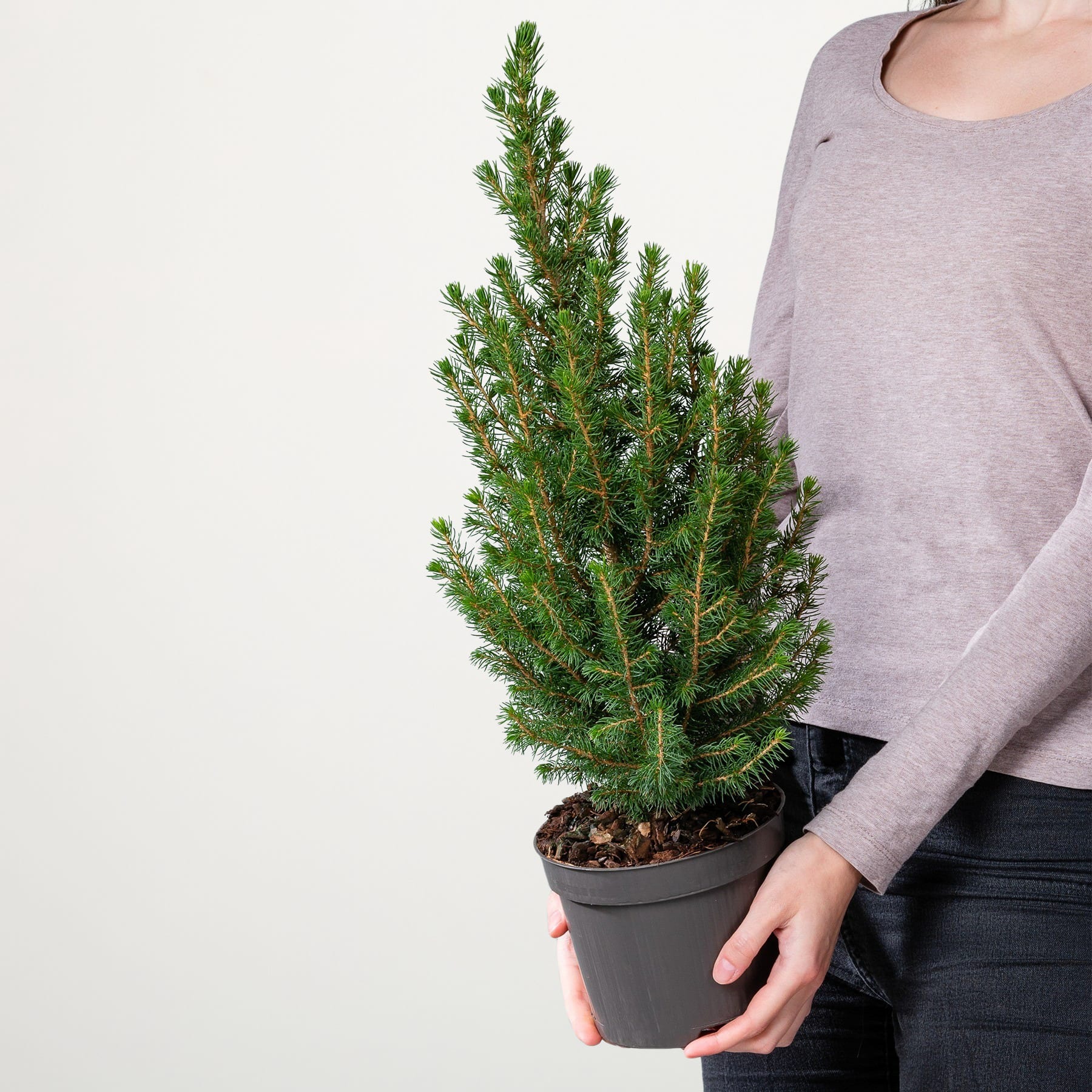 Ein kleiner immergrüner Baum im Topf mit üppigem, grünem Laub wird von einer Person in einem grauen Pullover vor einem schlichten, hellen Hintergrund gehalten.
