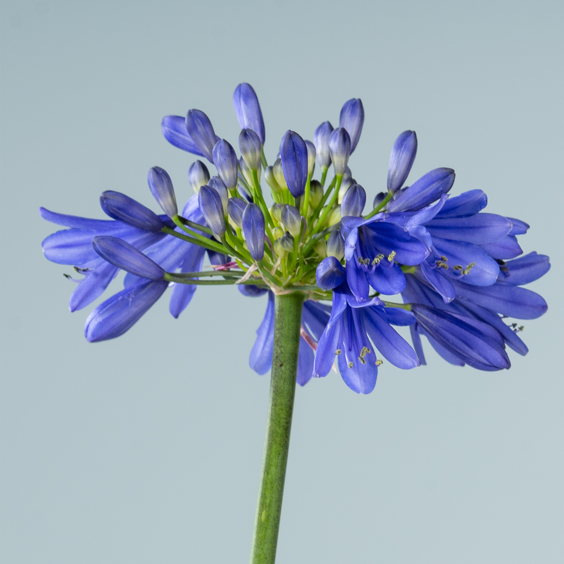 Eine leuchtende Ansammlung violetter Schmucklilienblüten steht vor einem hellblaugrünen Hintergrund.