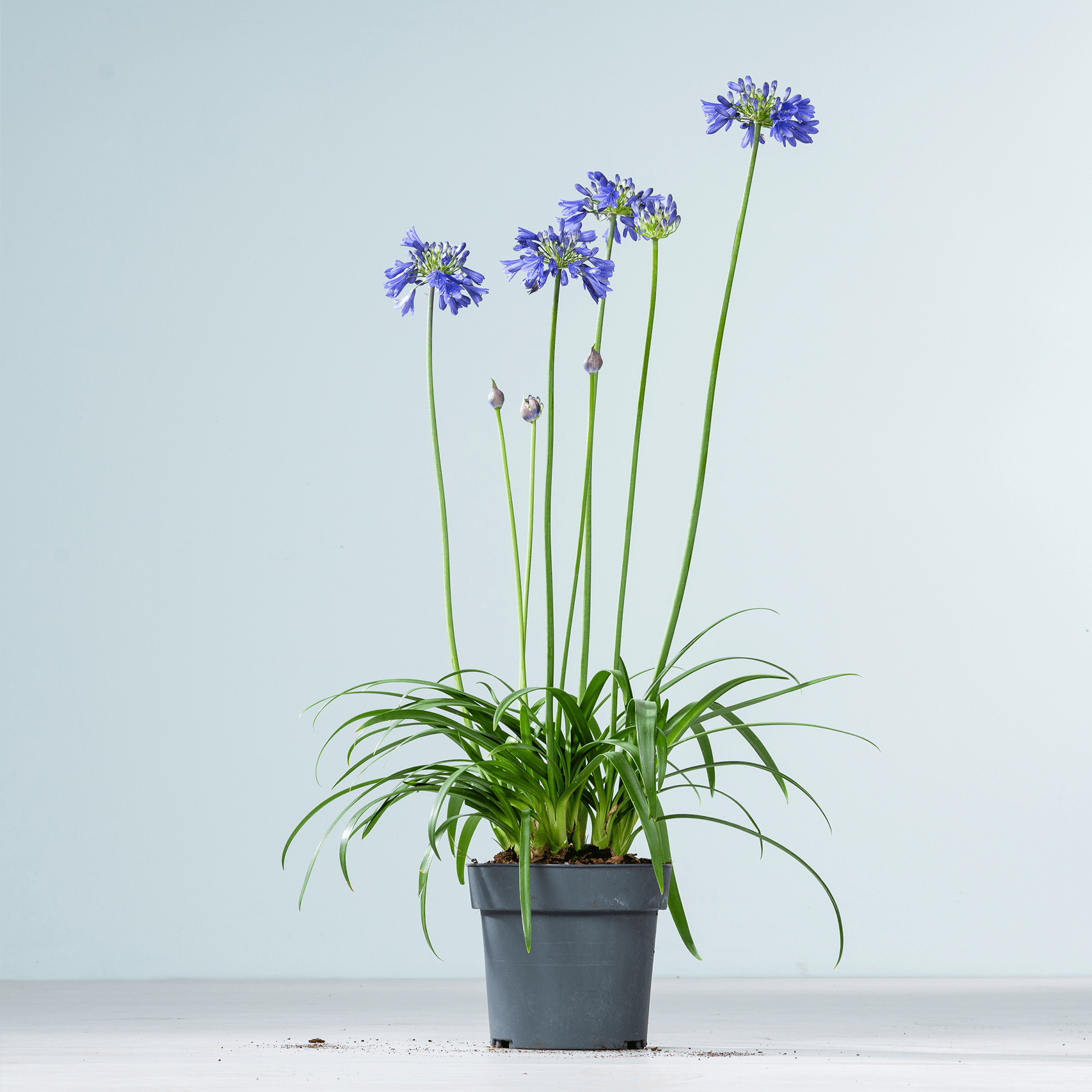 Eine Topfpflanze mit leuchtend violetten Blüten steht vor einem schlichten hellblauen Hintergrund.