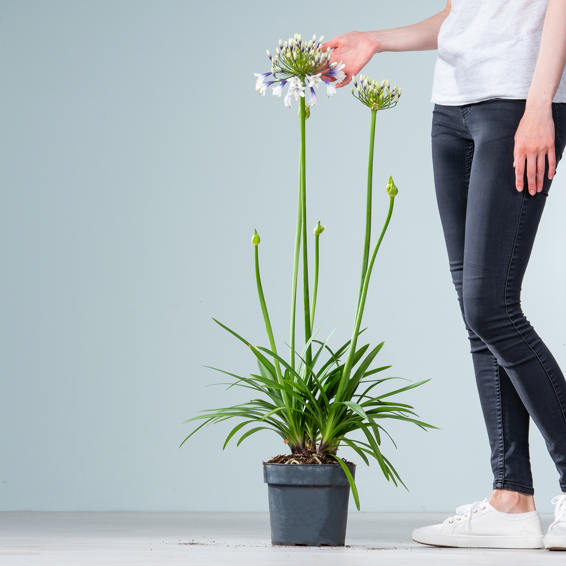 Das Bild zeigt eine Topfpflanze mit langen grünen Stielen und weißen Blüten, die von einer Person in den Händen gehalten wird, vor einem schlichten grauen Hintergrund.