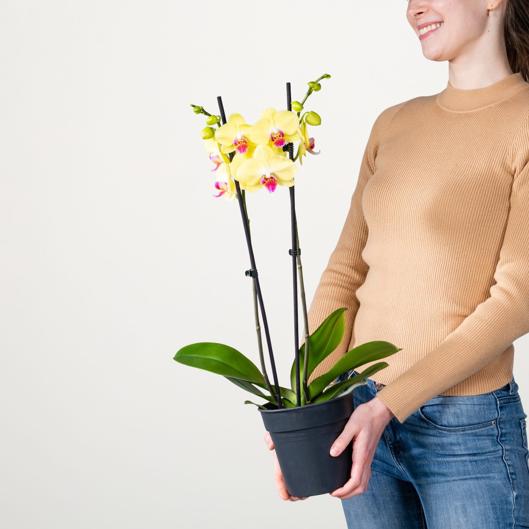 Eine Person in einem beigen Pullover hält eine Orchidee im Topf mit leuchtend gelben und rosa Blüten vor einem schlichten weißen Hintergrund.