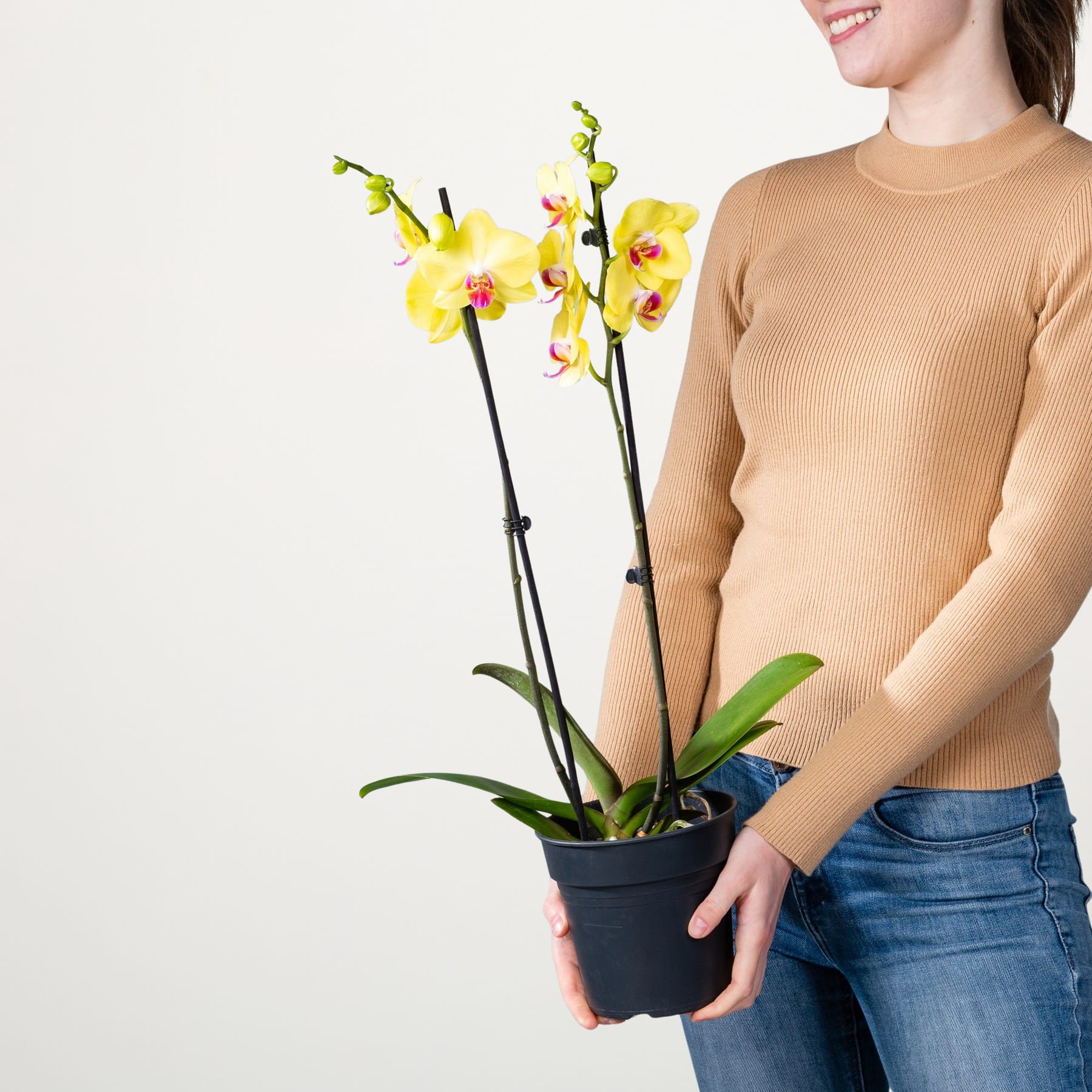 Eine junge Frau in einem beigen Pullover hält eine gelbe Orchidee im Topf vor einem schlichten weißen Hintergrund.