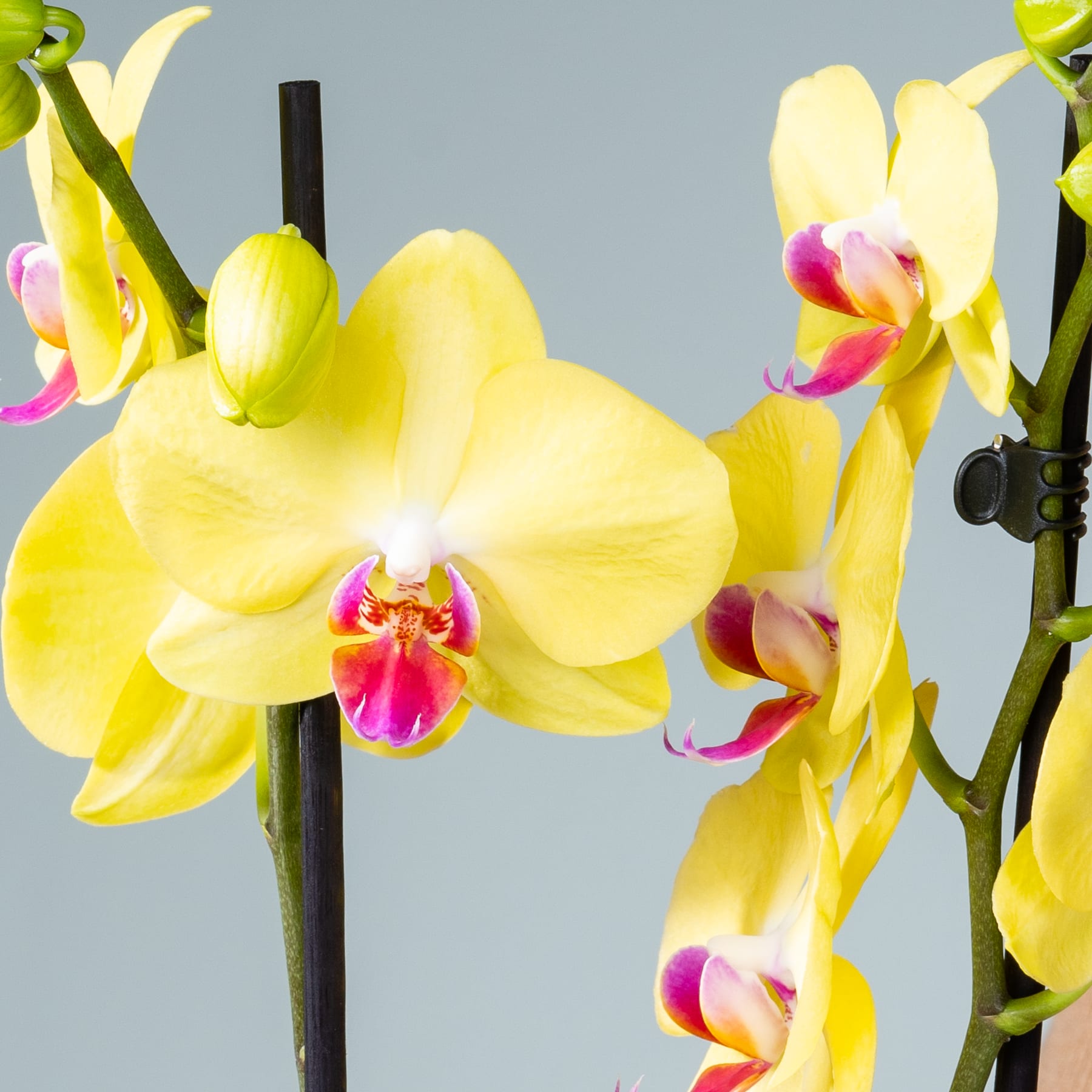 Leuchtend gelbe Orchideenblüten mit rosafarbener Mitte heben sich von einem gedämpften grauen Hintergrund ab und schaffen eine auffällige und optisch ansprechende Komposition.