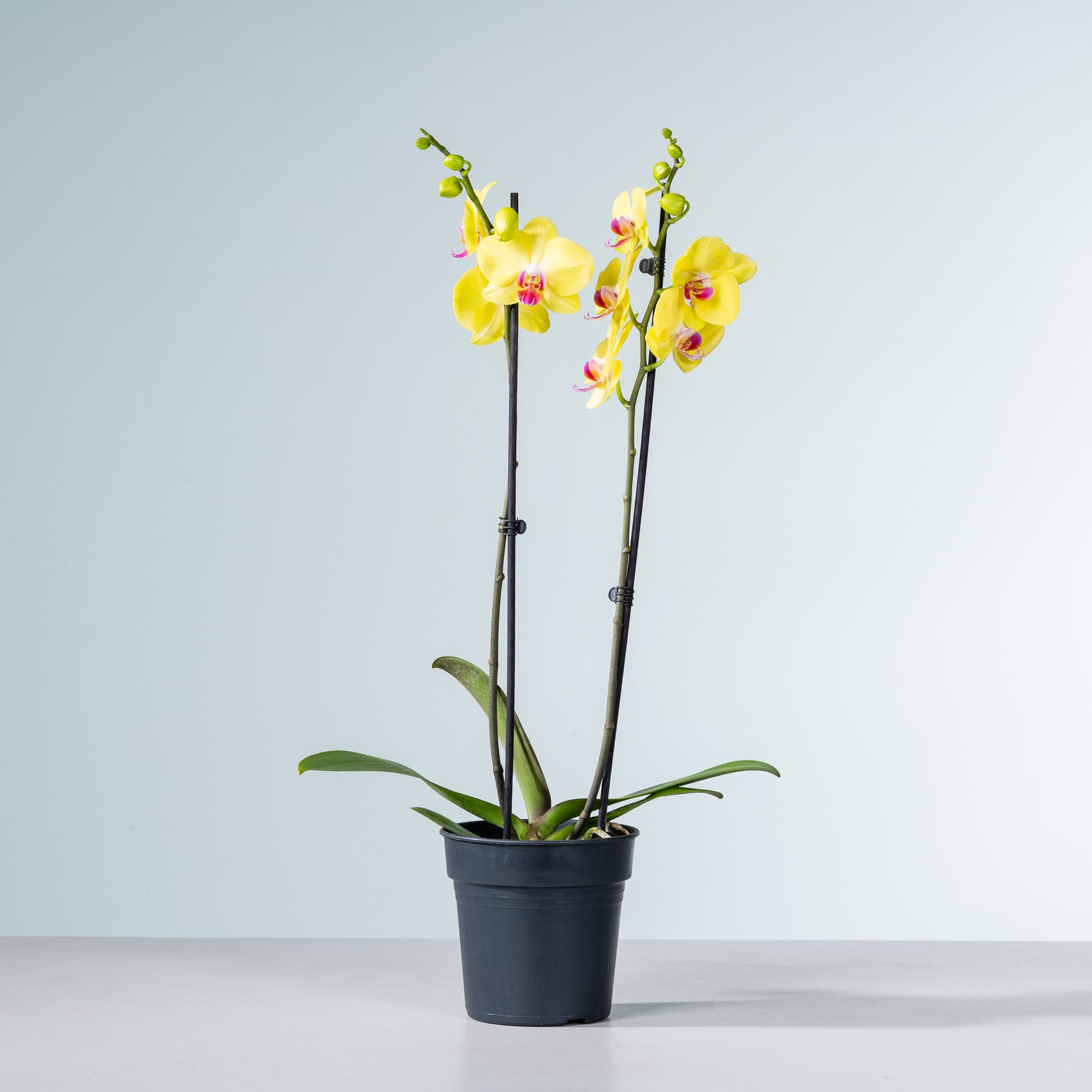 Das Bild zeigt eine Orchidee im Topf mit leuchtend gelben Blüten, die auf schlanken Stielen vor einem schlichten hellblauen Hintergrund blühen.