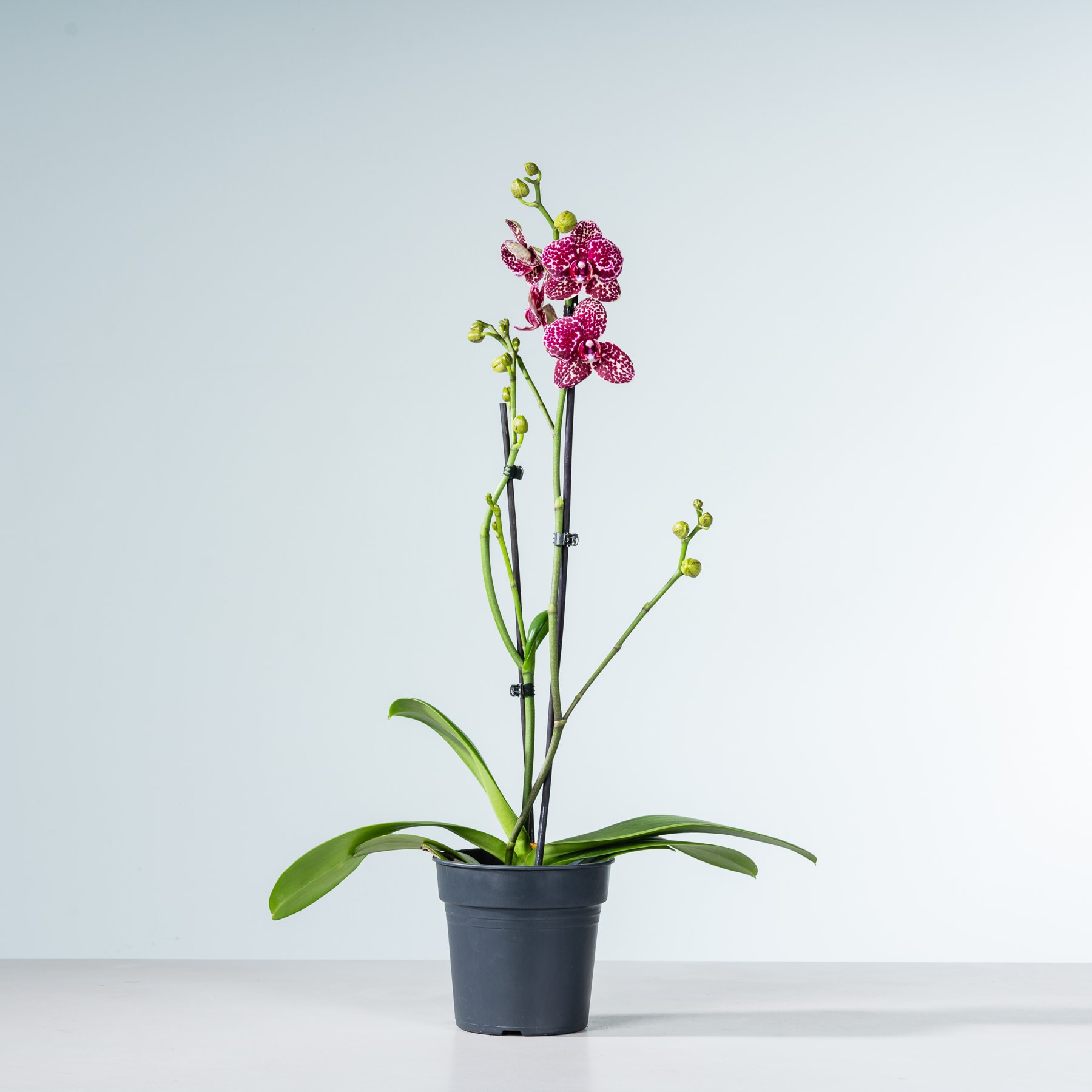 Eine Orchideenpflanze im Topf mit leuchtend rosa Blüten steht vor einem schlichten, hellen Hintergrund.