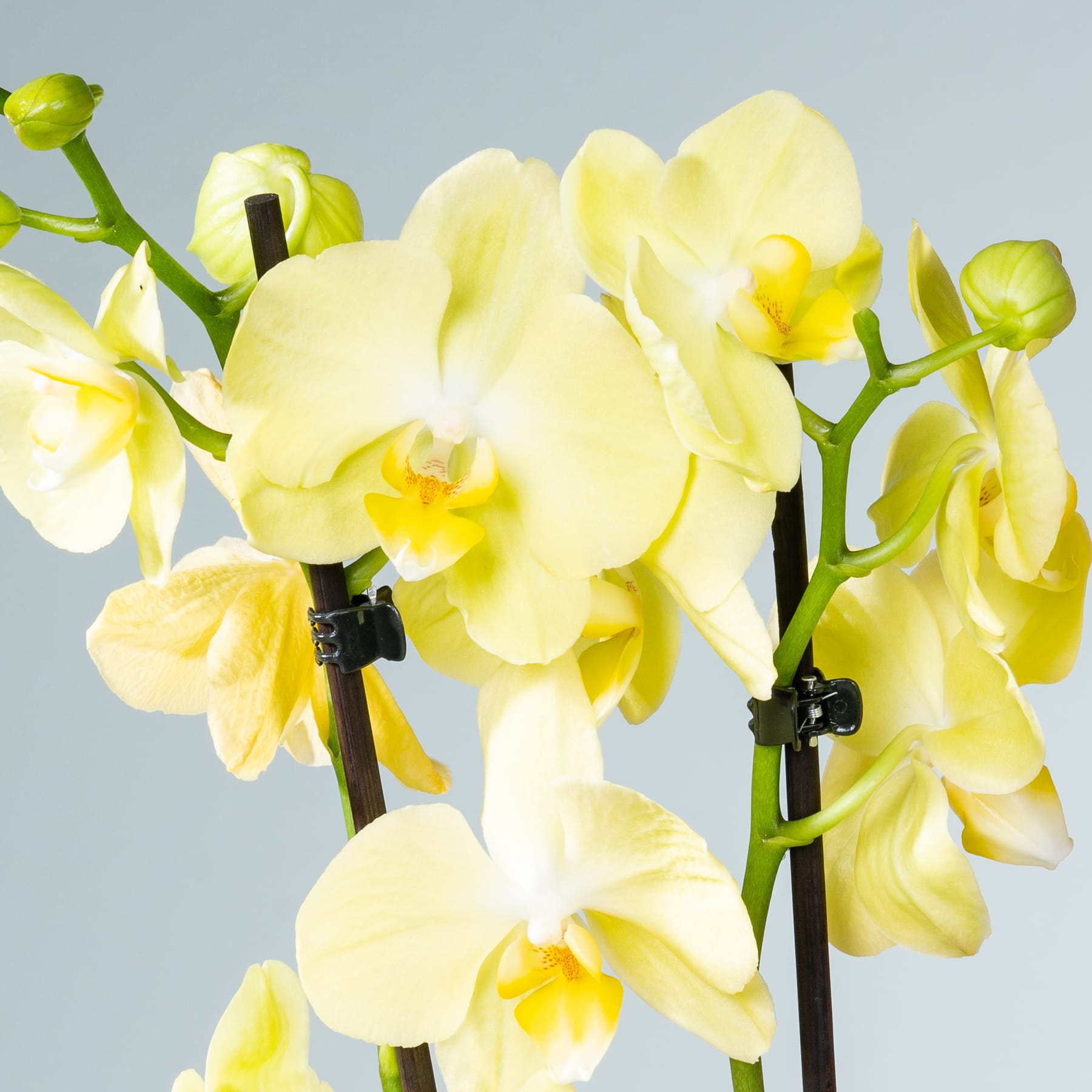 Leuchtend gelbe Orchideenblüten mit zarten Blütenblättern und Zentren blühen vor einem hellgrauen Hintergrund.