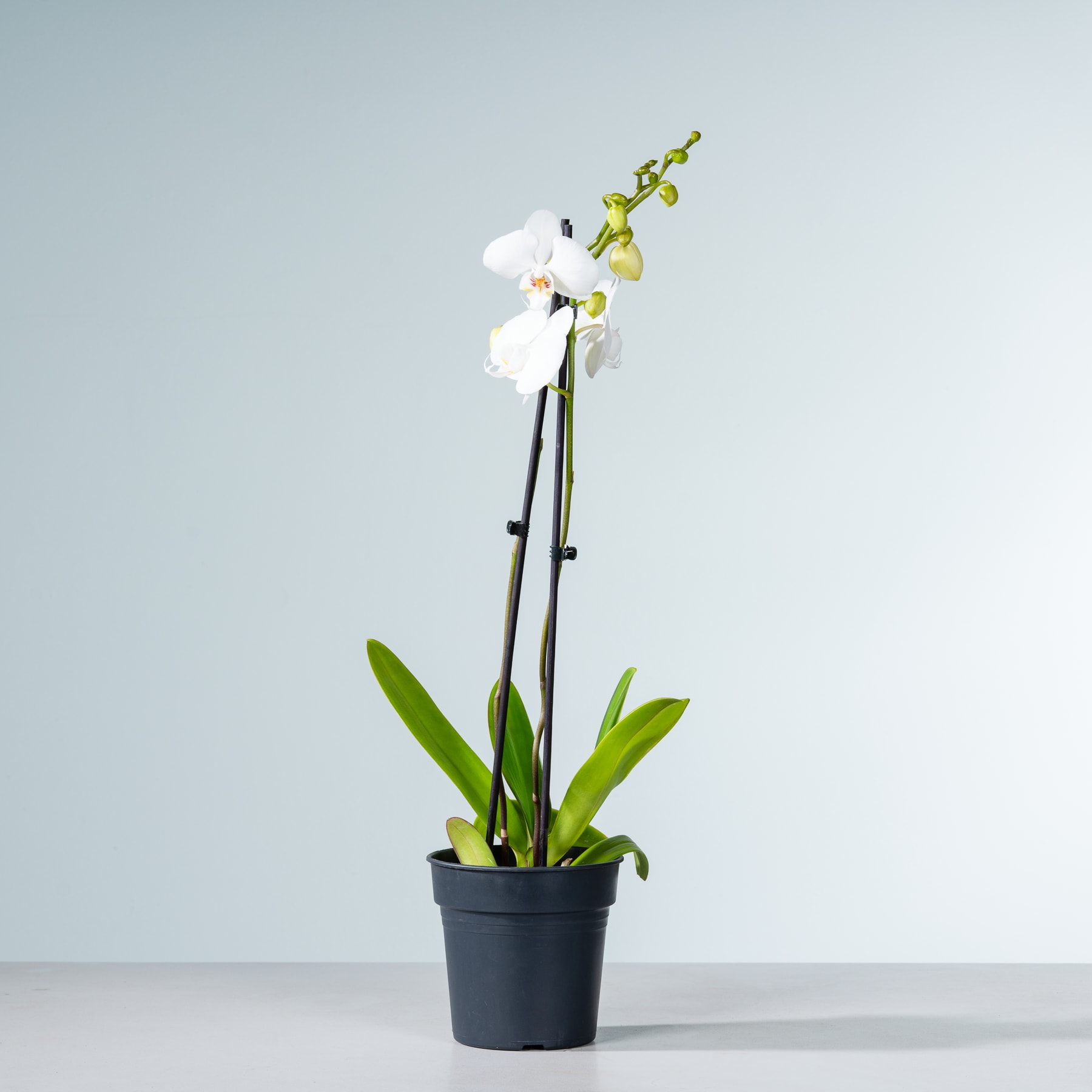 Eine Orchideenpflanze im Topf mit zarten weißen Blüten und grünen Blättern steht vor einem schlichten hellen Hintergrund.