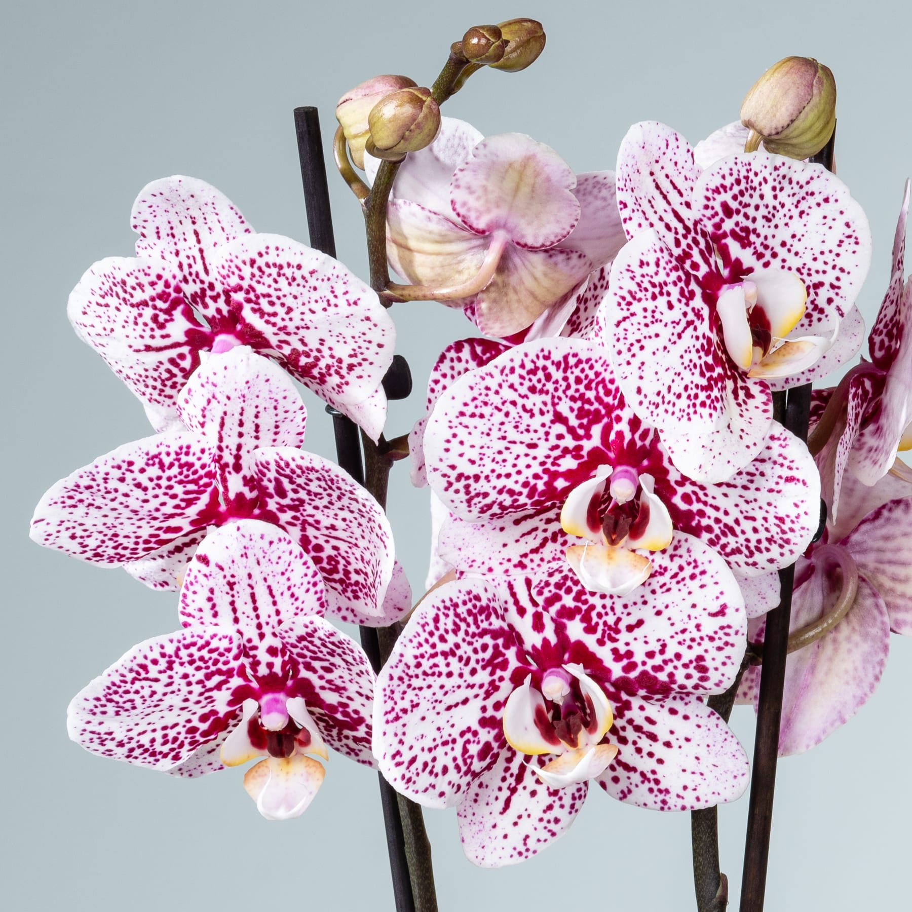 Ein lebendiger Strauß zarter, gefleckter Orchideenblüten vor einem hellblaugrauen Hintergrund.