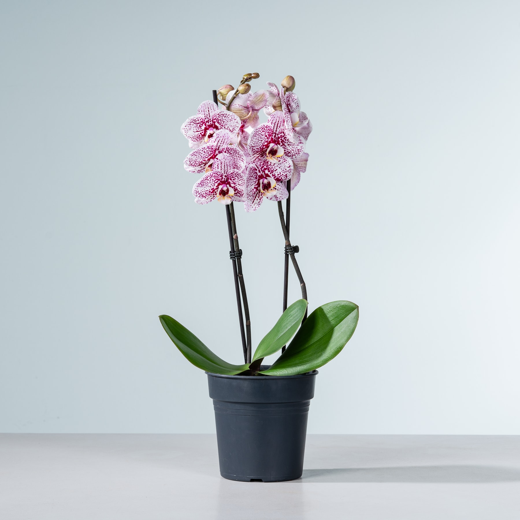 Eine Orchideenpflanze im Topf mit leuchtend rosa Blüten steht auf einem schlichten weißen Hintergrund.