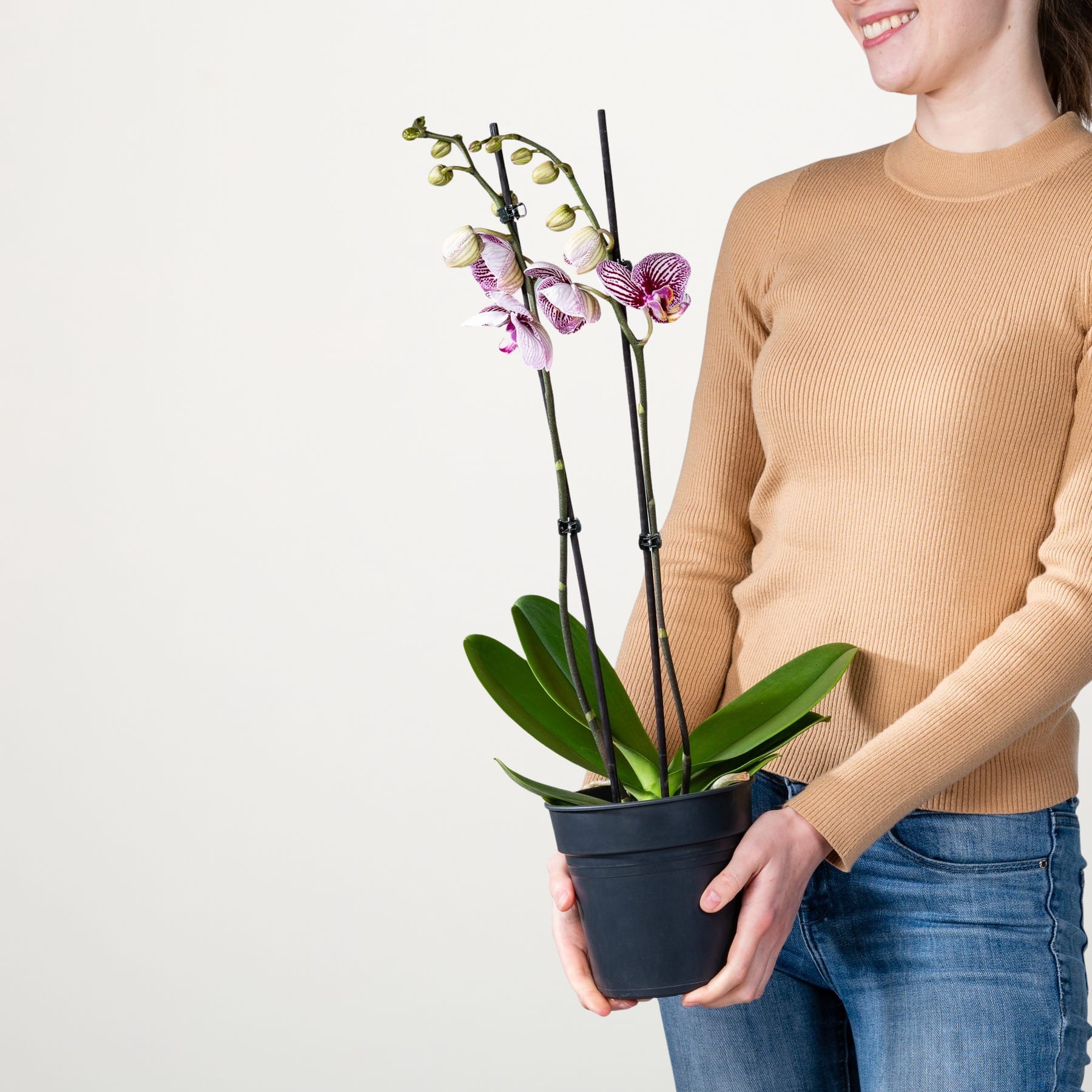 Eine Person in einem beigen Pullover hält eine Orchidee im Topf mit zarten rosa und weißen Blüten vor einem schlichten weißen Hintergrund.