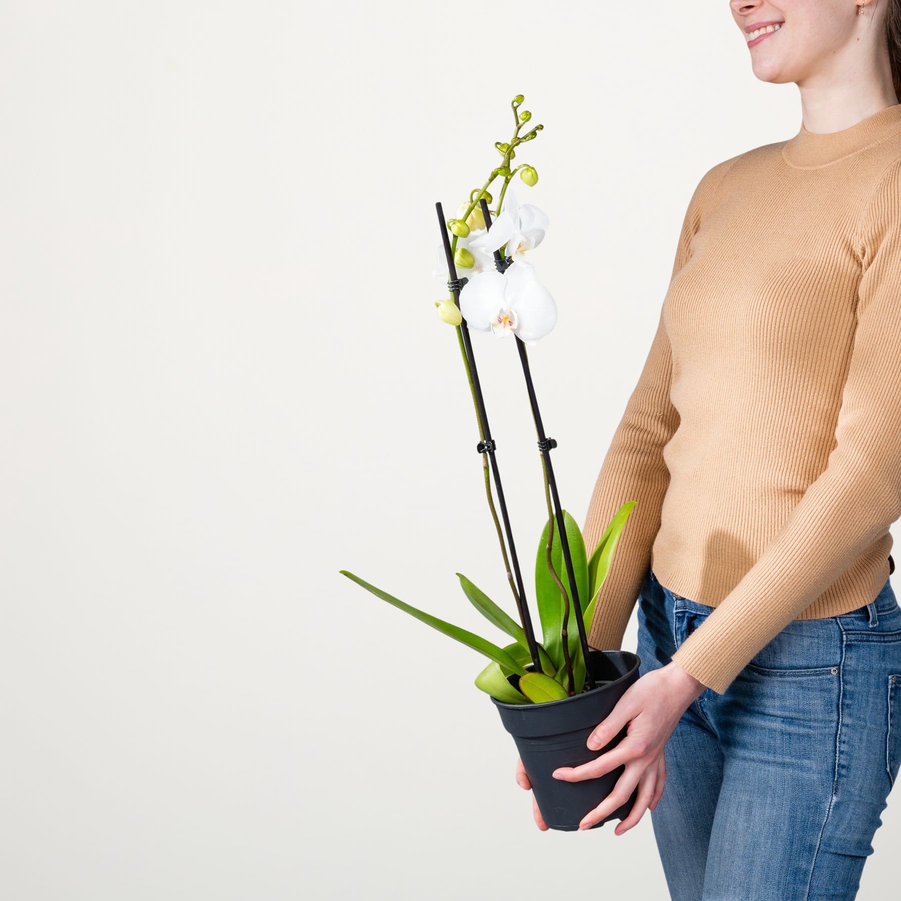 Eine junge Frau in einem beigen Pullover hält eine Orchidee im Topf mit weißen und grünen Blüten vor einem schlichten weißen Hintergrund.
