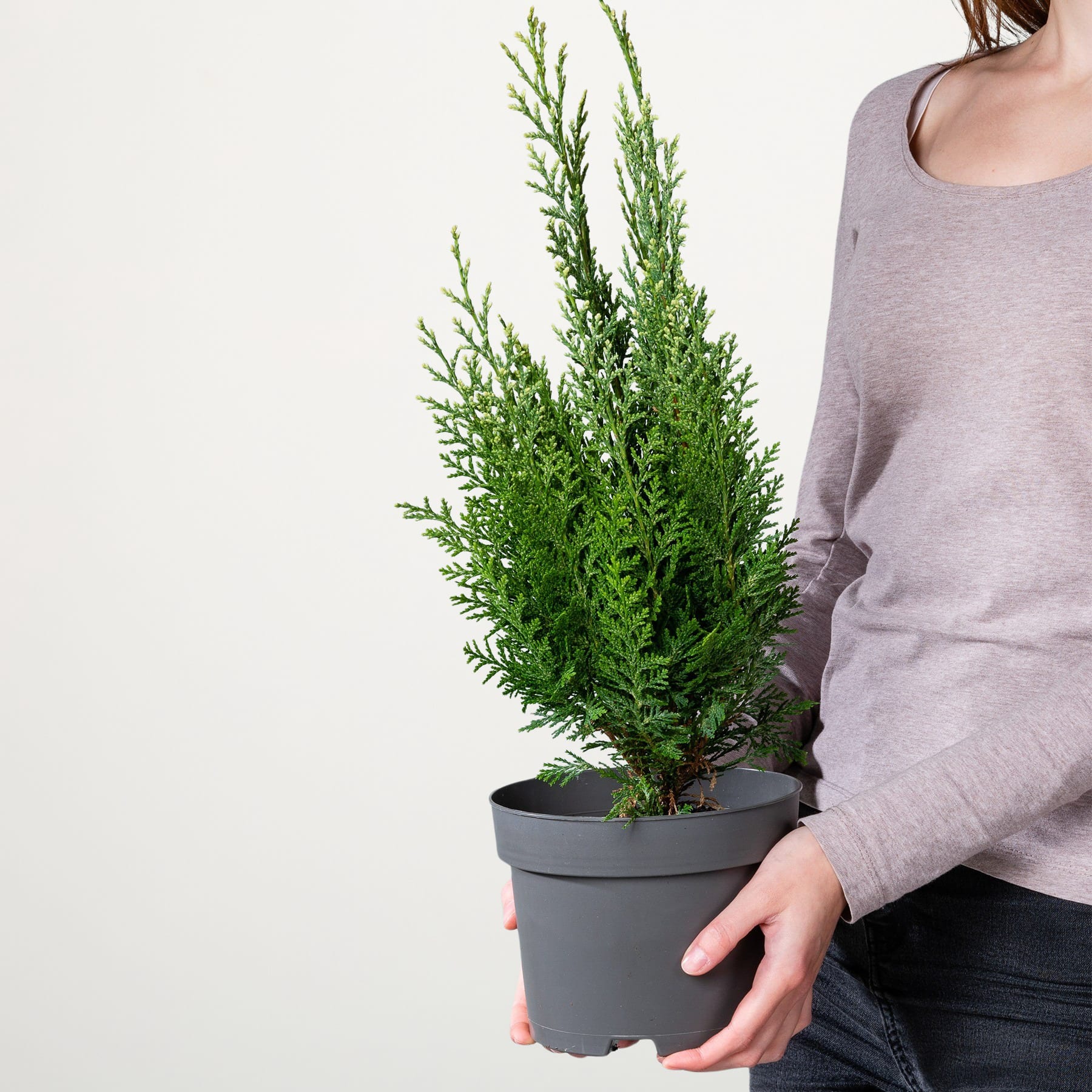 Die Hände einer Person halten eine immergrüne Topfpflanze mit üppigem, leuchtend grünem Laub vor einem schlichten, hellen Hintergrund.