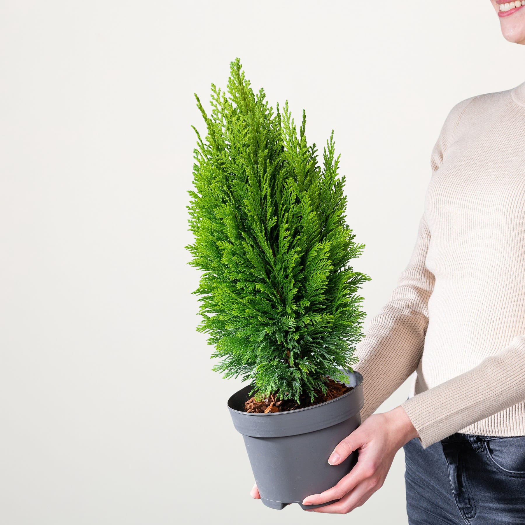 Eine üppige, grüne Nadelpflanze in einem schwarzen Topf, gehalten von den Händen einer Person vor einem schlichten weißen Hintergrund.