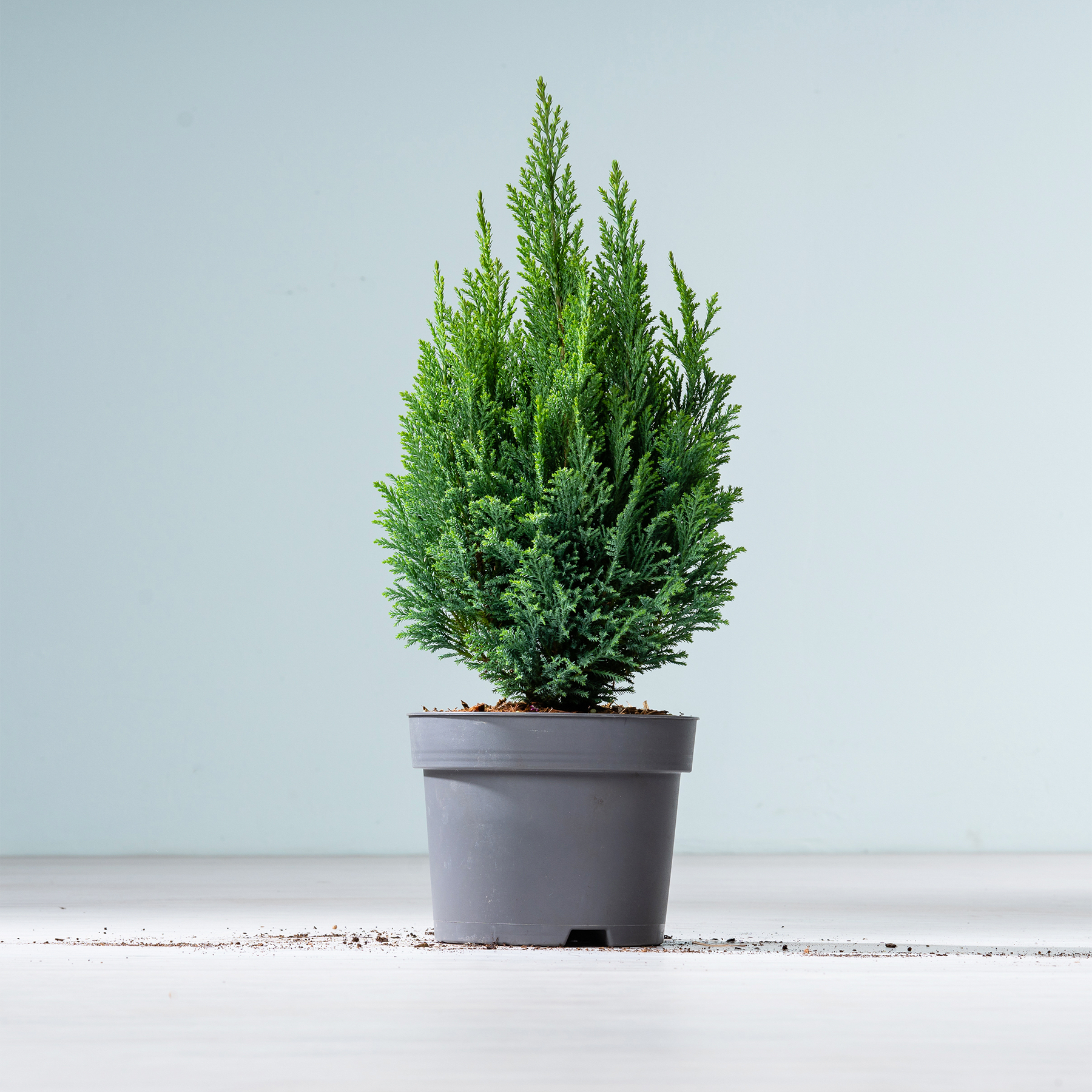 Ein immergrüner Baum im Topf mit üppigem, leuchtend grünem Laub steht auf einer schlichten weißen Fläche vor einem hellblauen Hintergrund.