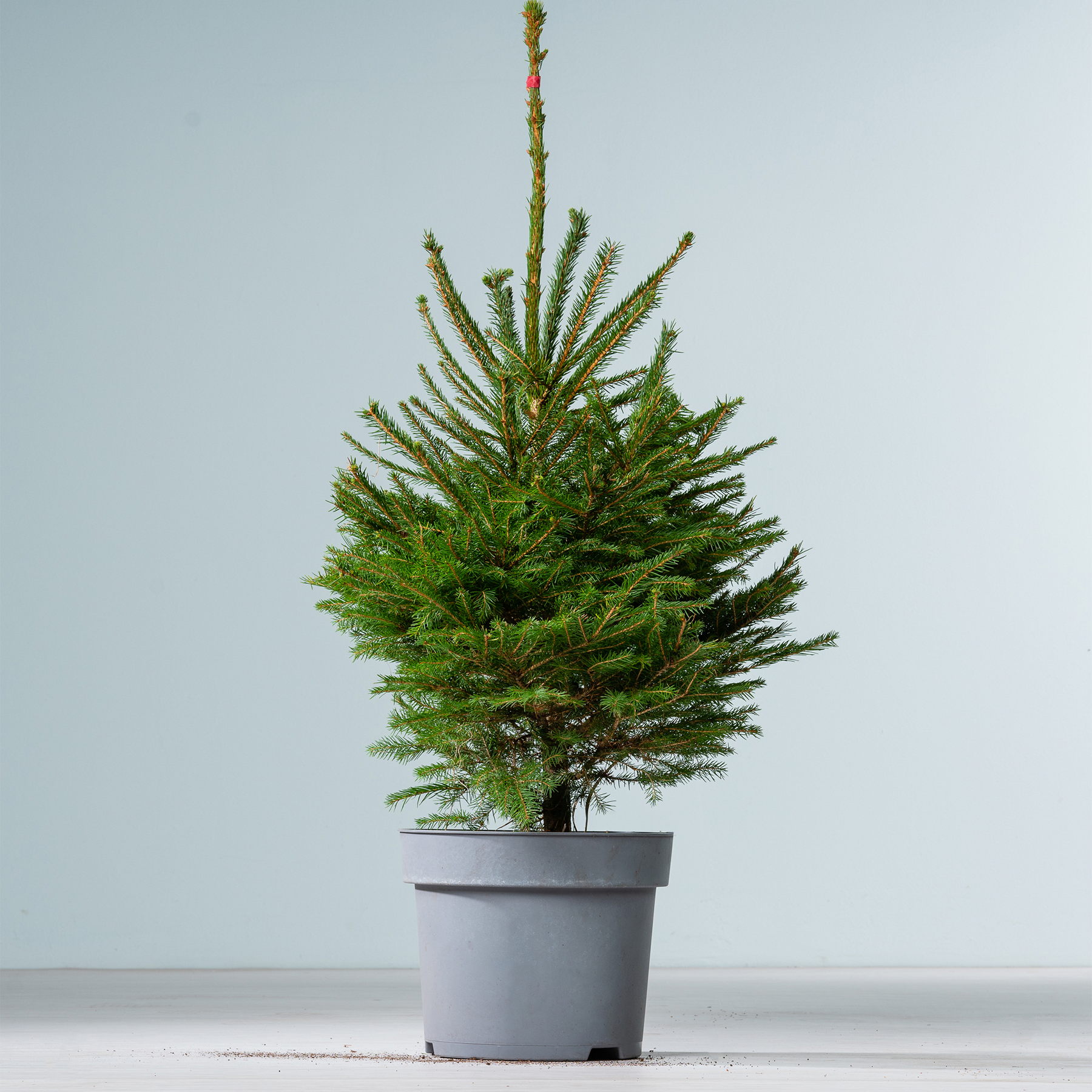 Ein kleiner, immergrüner Baum im Topf mit üppigem, grünem Laub steht auf einer schlichten, weißen Fläche vor einem hellblauen Hintergrund.