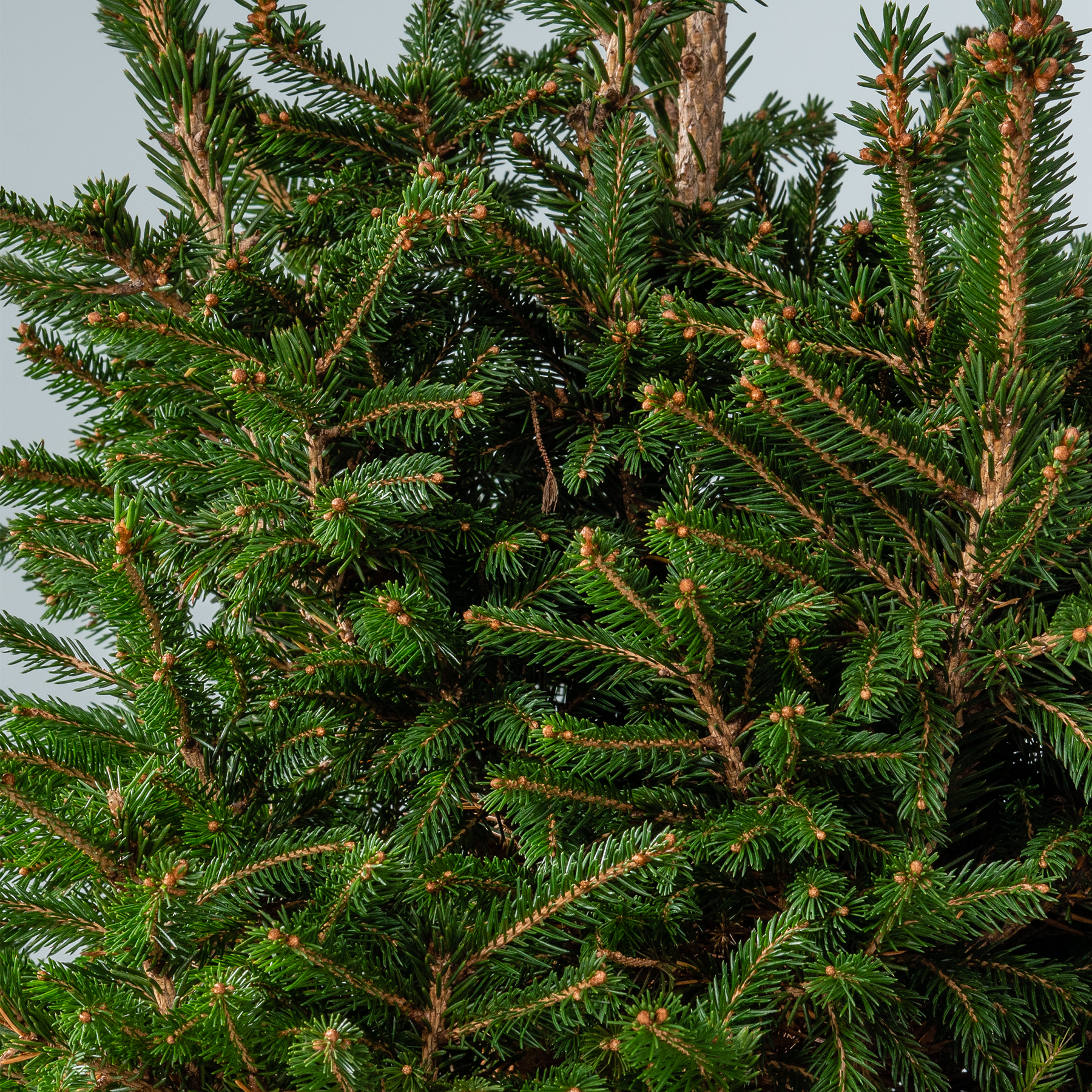 Ein dichter, üppiger immergrüner Baum mit leuchtend grünen Nadeln und in verschiedene Richtungen ragenden Ästen vor einem leicht unscharfen Hintergrund.