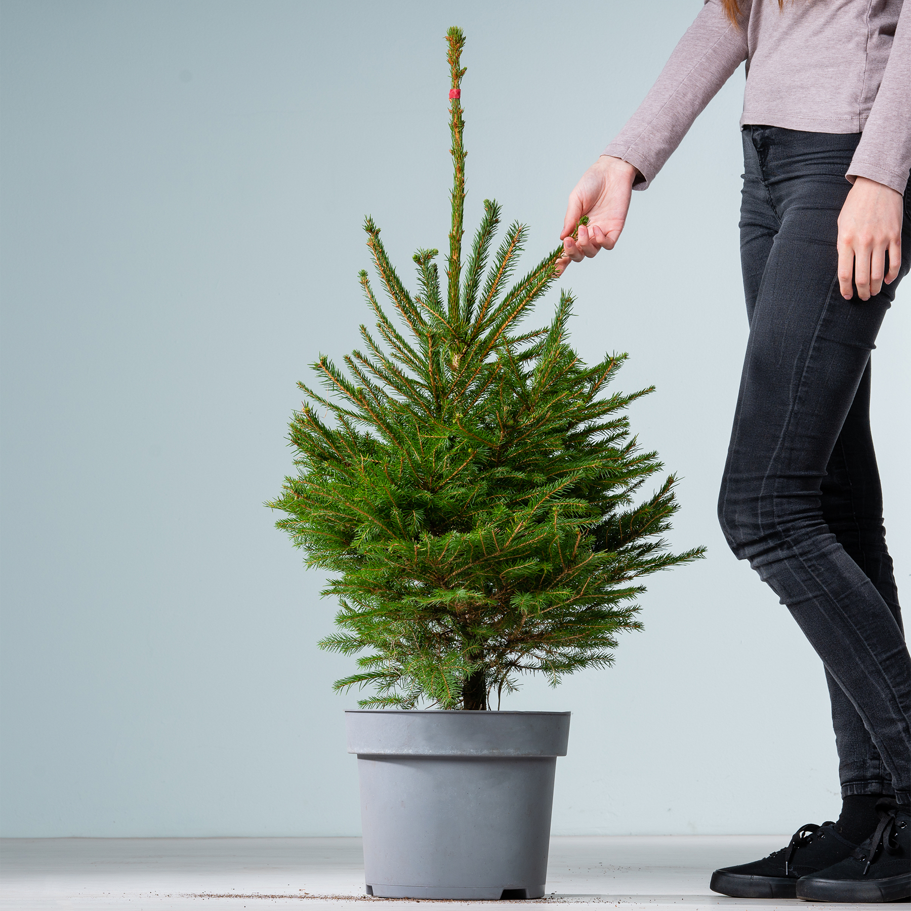 Im Vordergrund steht ein immergrüner Baum im Topf. Im unteren Teil des Bildes sind vor einem schlichten Hintergrund die Beine einer Person zu sehen.