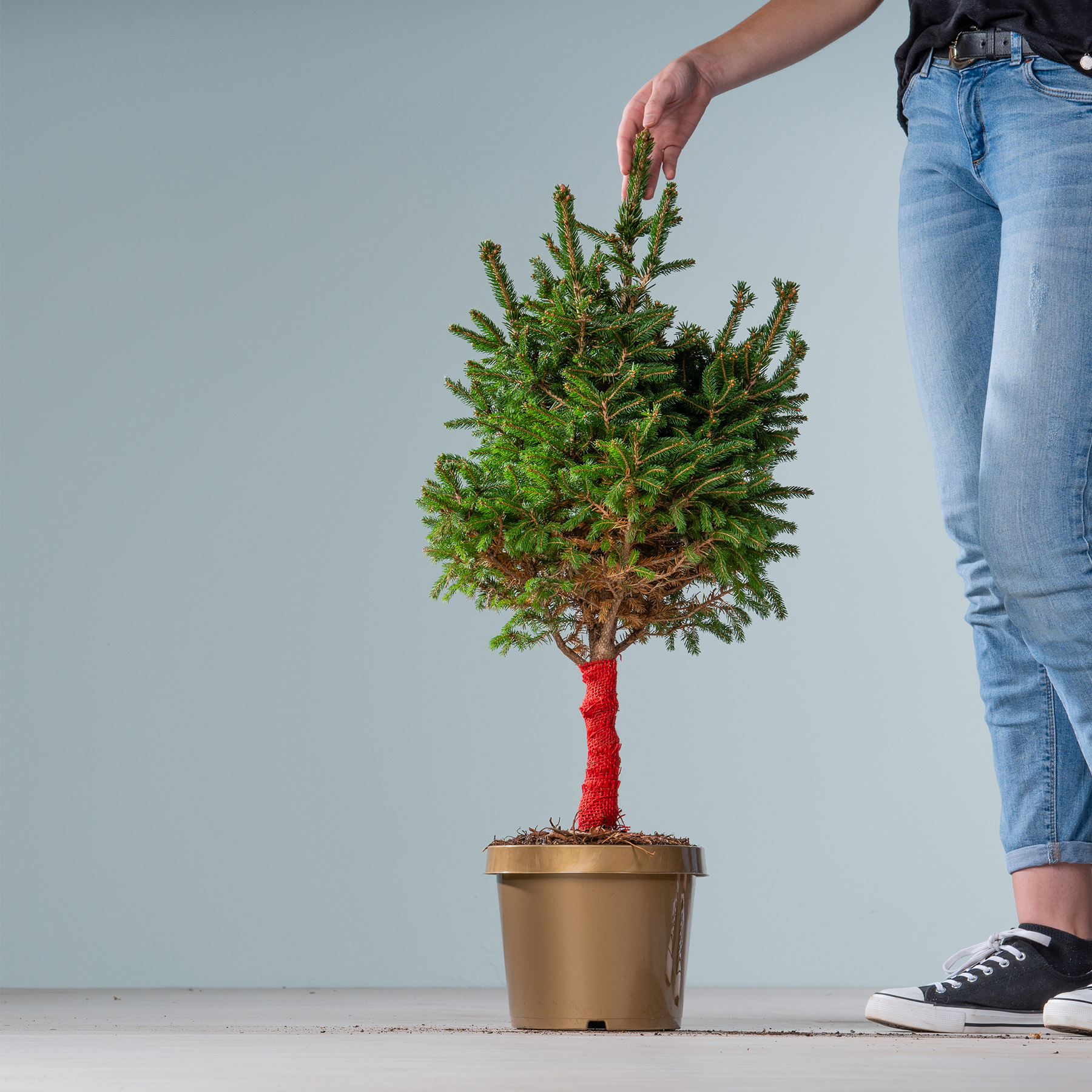 Ein kleiner, immergrüner Baum im Topf mit leuchtend grünem Laub wird von einer Person in den Händen gehalten und steht vor einem schlichten grauen Hintergrund.