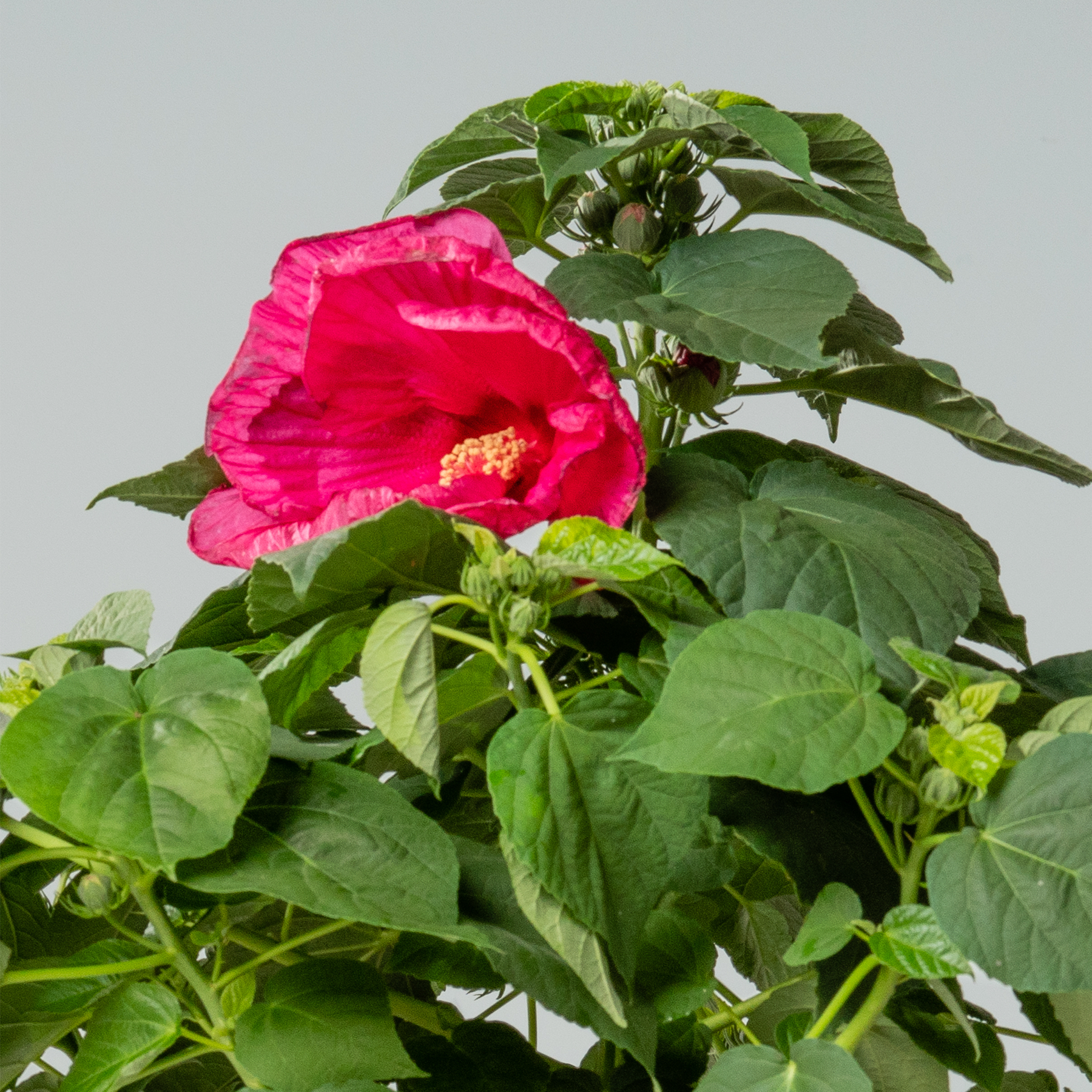 Eine leuchtend rosa Hibiskusblüte sticht zwischen dem üppigen grünen Laub hervor und erzeugt einen optisch auffälligen Kontrast.