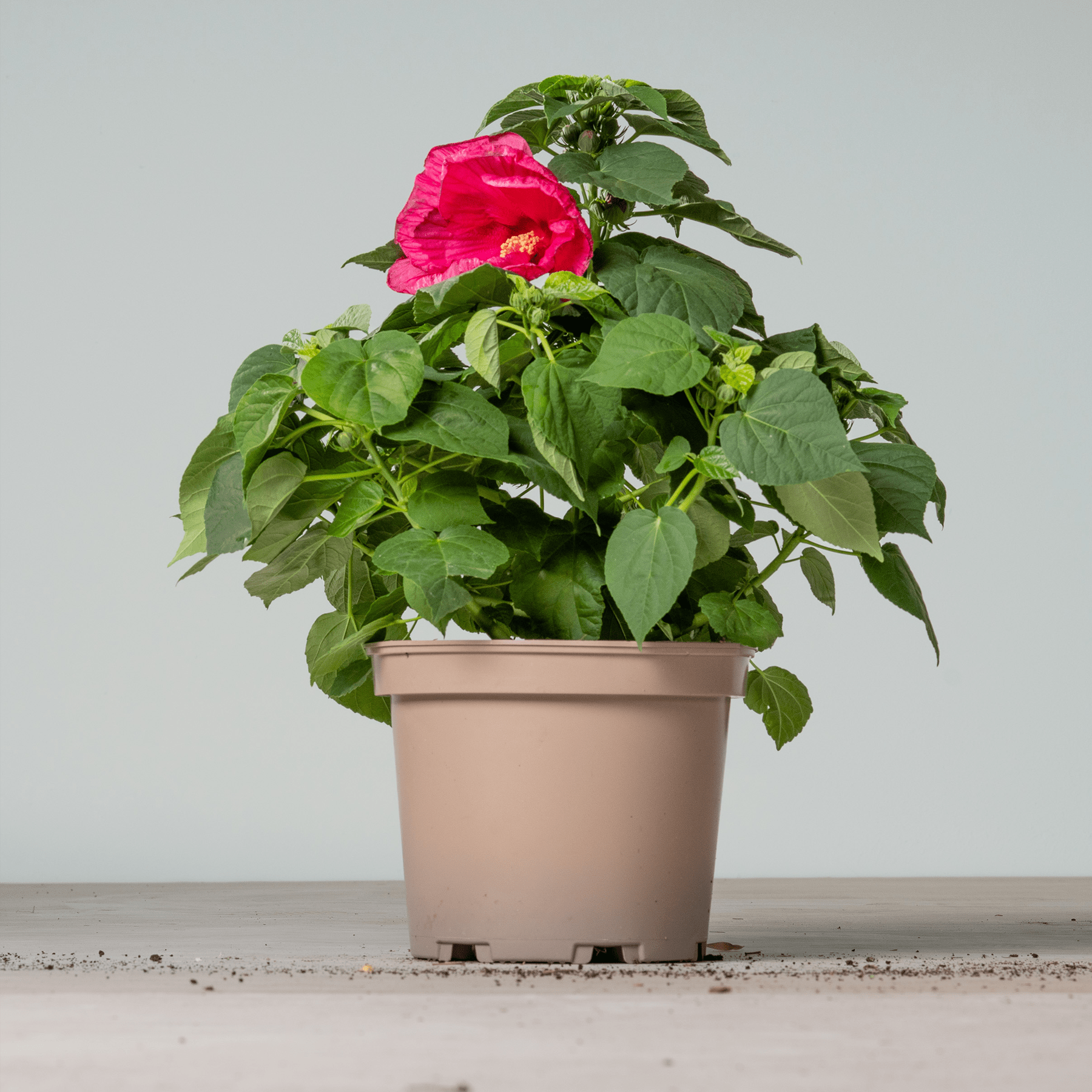 Eine leuchtend rote Hibiskusblüte blüht inmitten üppiger grüner Blätter in einem schlichten beigen Pflanzgefäß vor einem schlichten grauen Hintergrund.