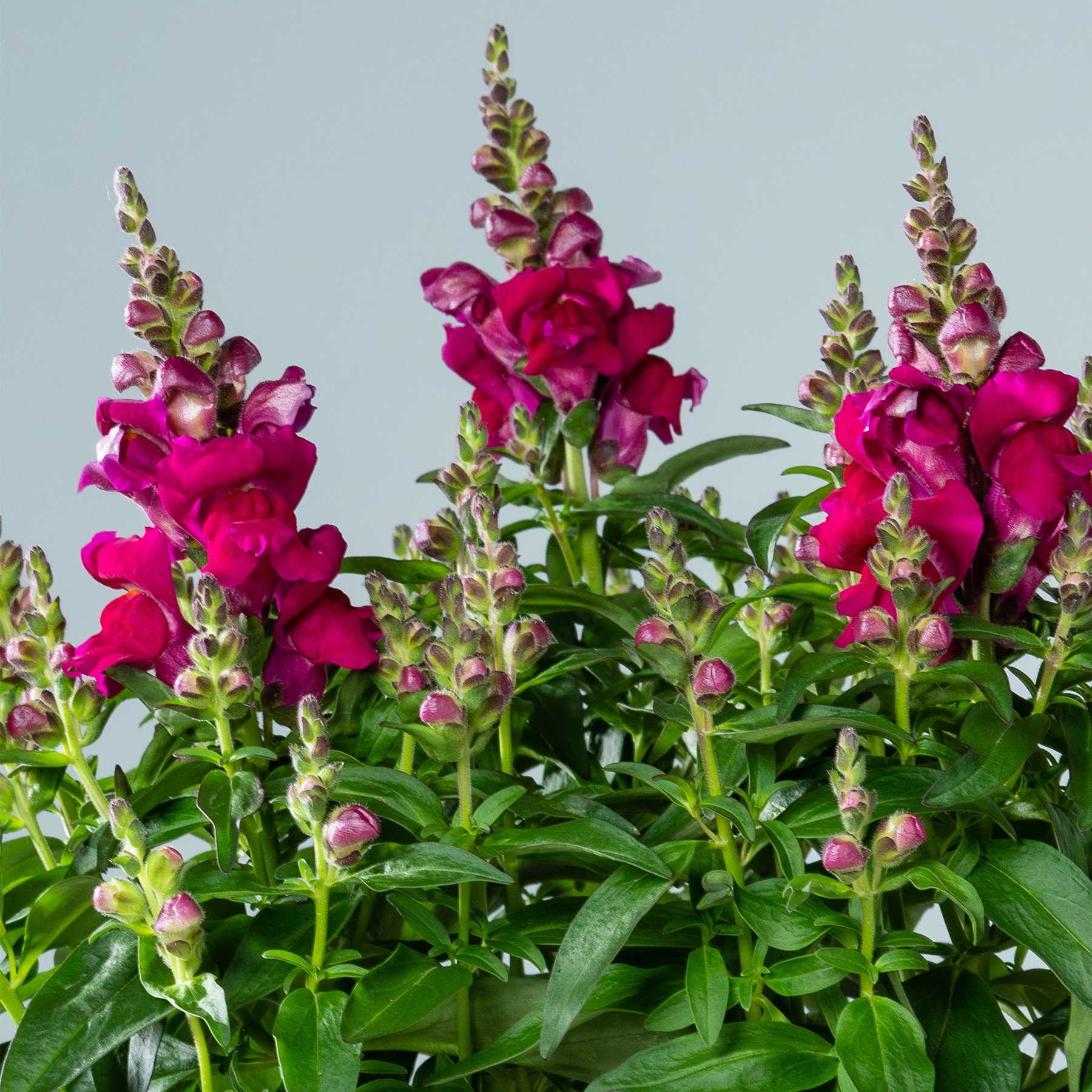 Leuchtend fuchsiafarbene Löwenmäulchen ragen hoch vor einem hellblauen Himmel empor und ihr üppiges grünes Laub bildet eine natürliche Kulisse.