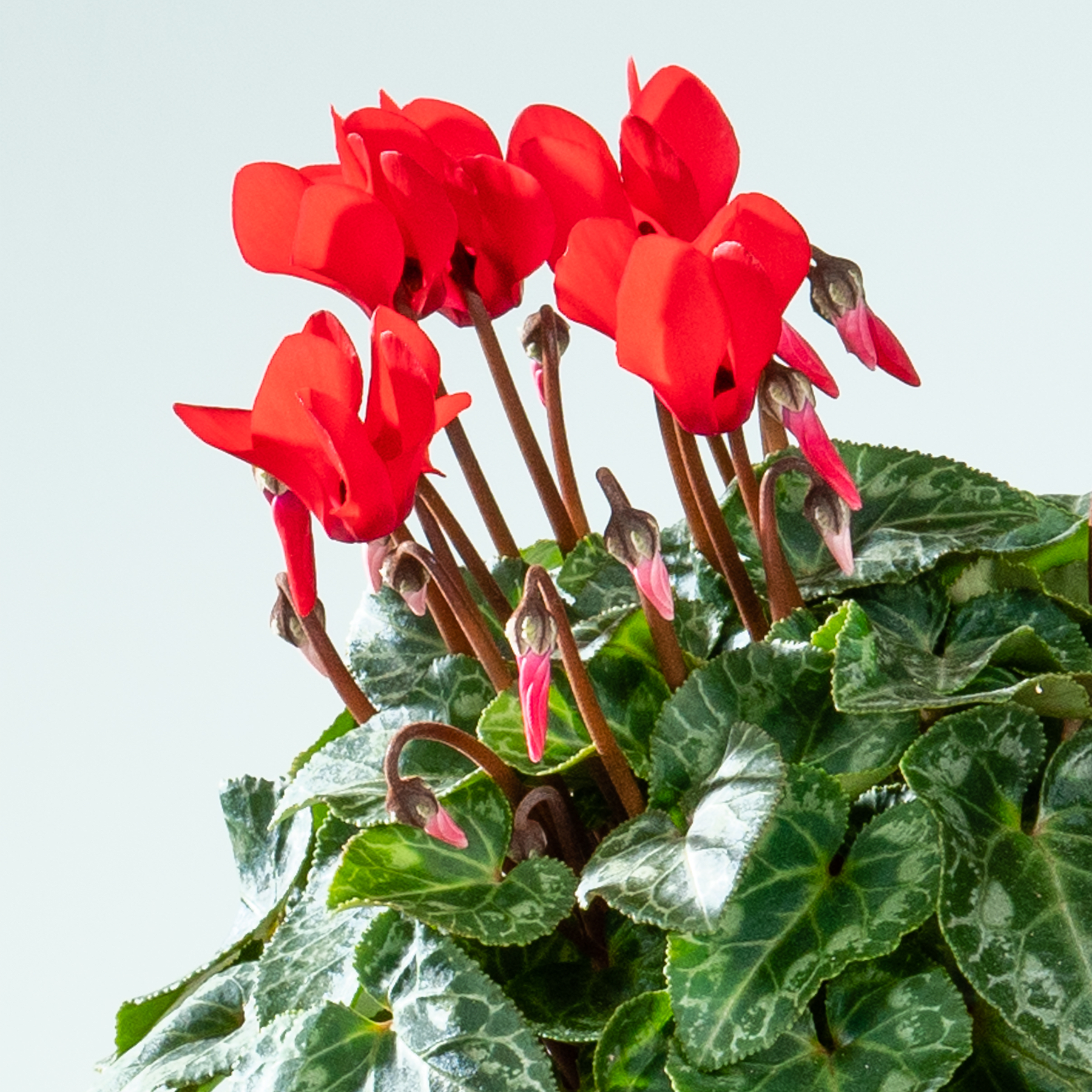 Leuchtend rote Alpenveilchenblüten blühen inmitten üppiger grüner Blätter vor einem hellblauen Hintergrund.