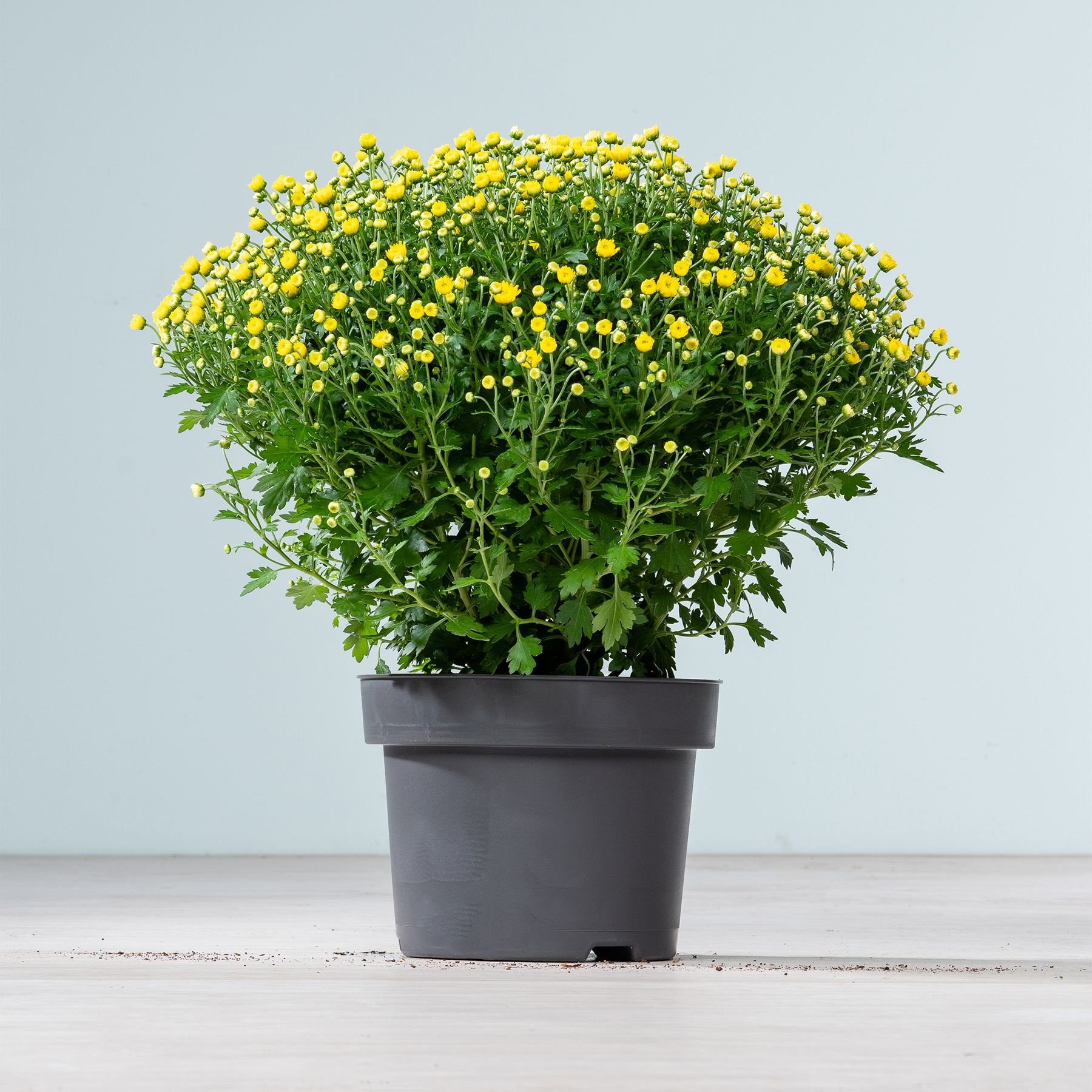 Eine Topfpflanze mit leuchtend gelben Blüten und üppigem grünen Laub steht auf einer Holzoberfläche vor einem schlichten hellblauen Hintergrund.