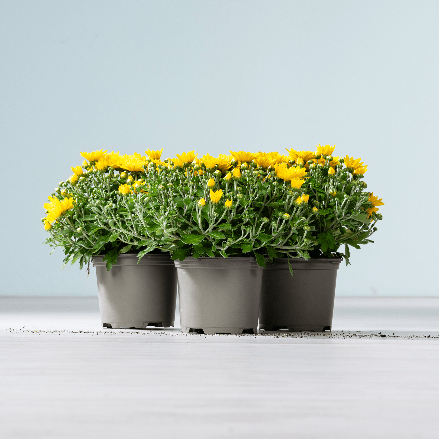 Eine Reihe von drei gelben Chrysanthemenblüten in Töpfen vor einem schlichten hellblauen Hintergrund.