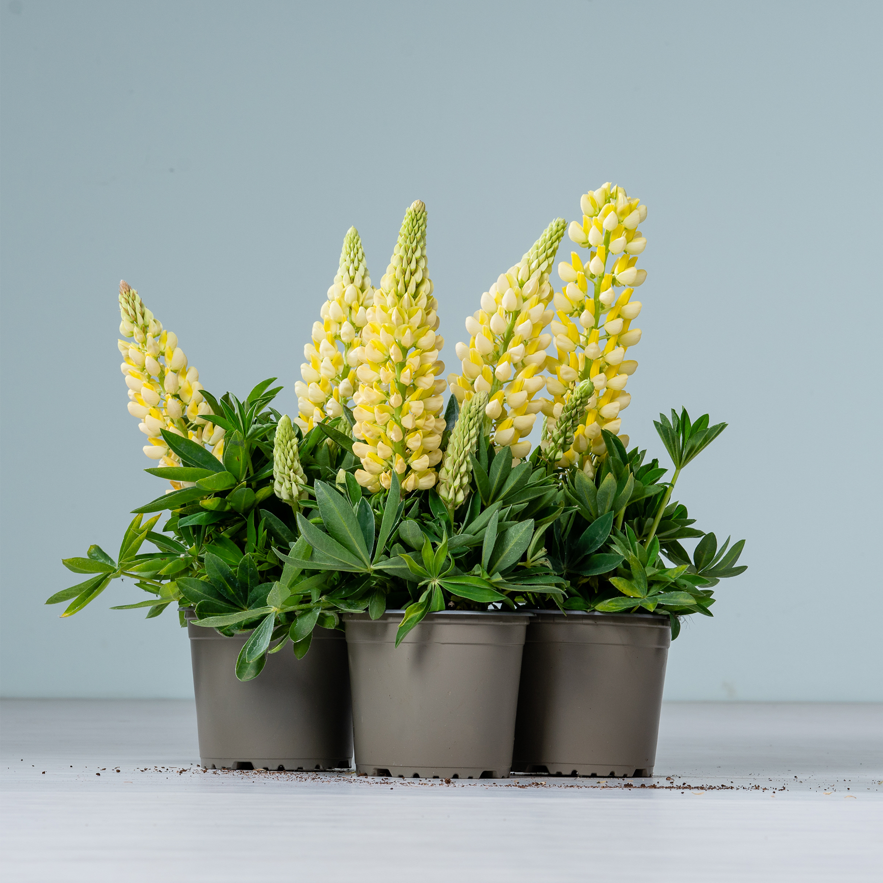 Das Bild zeigt eine Gruppe gelber Lupinenblüten in Töpfen mit üppigem grünem Laub vor einem schlichten grauen Hintergrund.